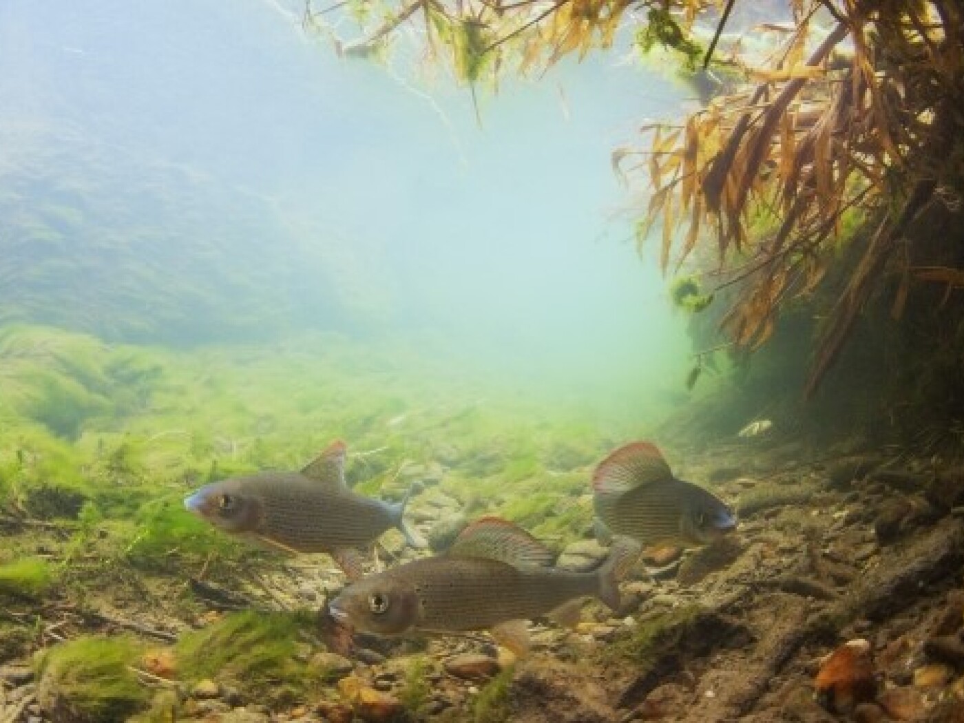 Animals and plants in bodies of water are not doing well