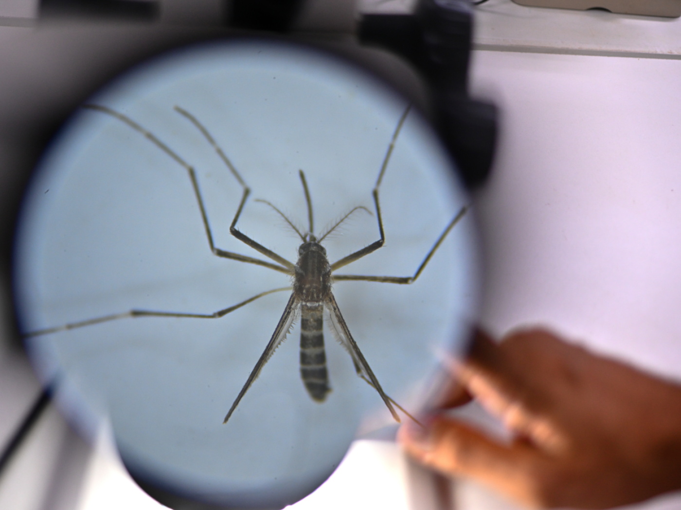 zanzara al microscopio