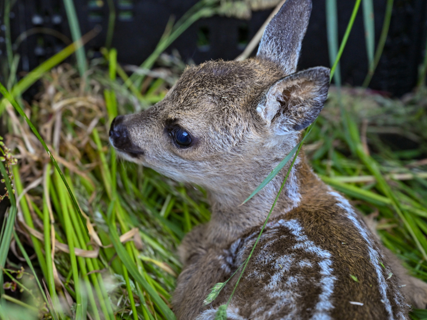 cucciolo di capriolo