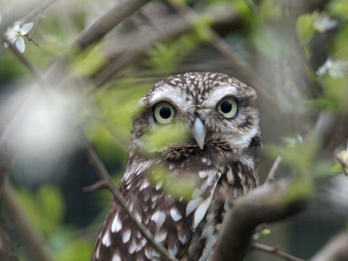 Almost extinct little owl spreads again throughout Switzerland