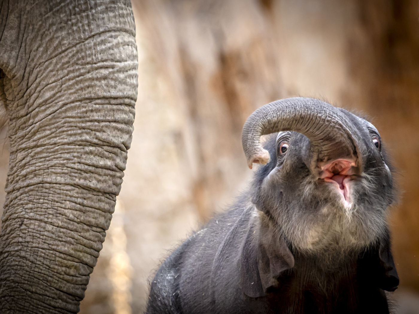 Elephant cub Zali dies after accident at Zurich Zoo