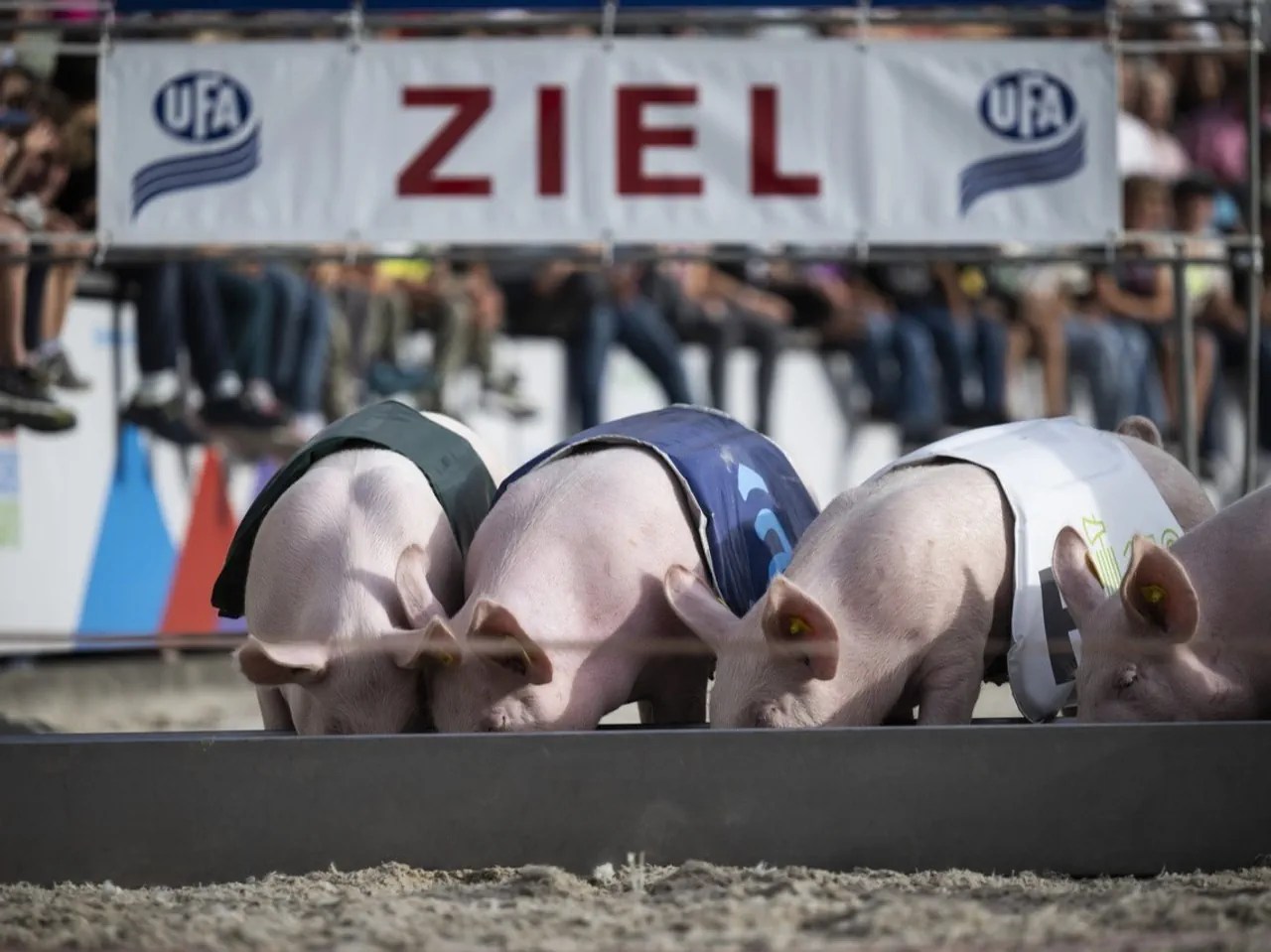 Olma 2023: After the spectacle amidst the cheering crowd, refreshments are served at the feeding trough.