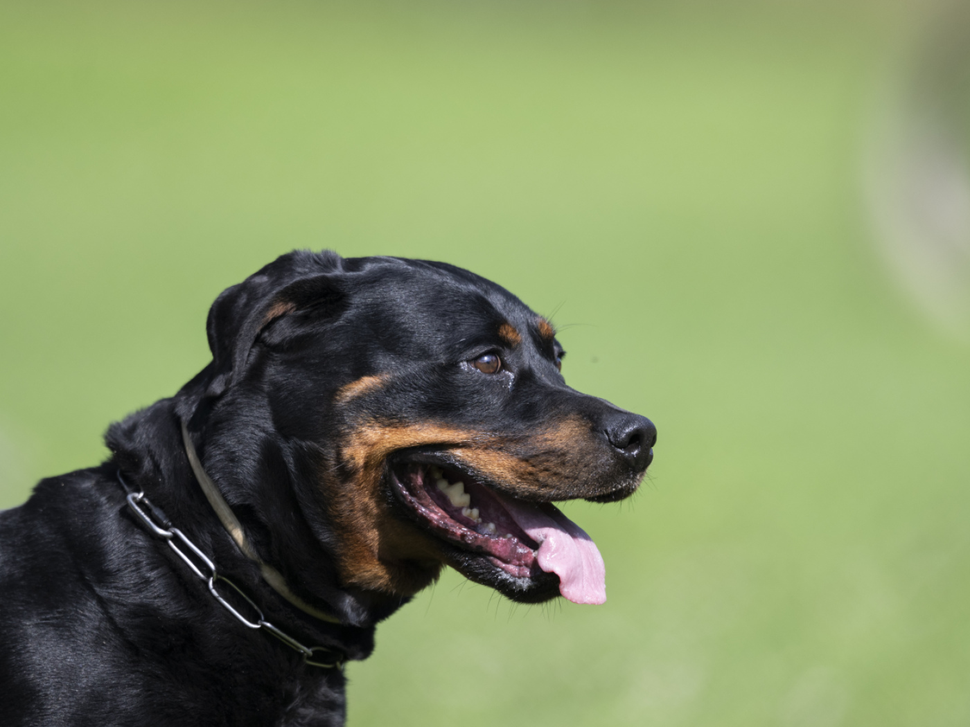 Nine Zurich Rottweiler owners face legal proceedings - SWI swissinfo.ch
