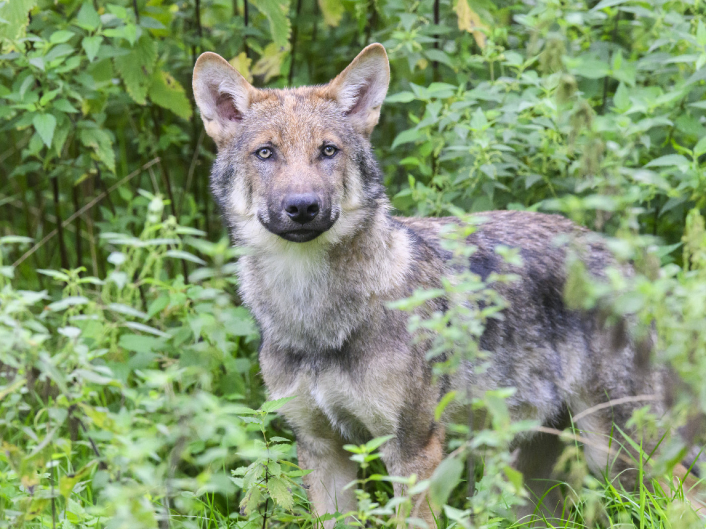 Wolf presumed to have been killed illegally found in Graubünden