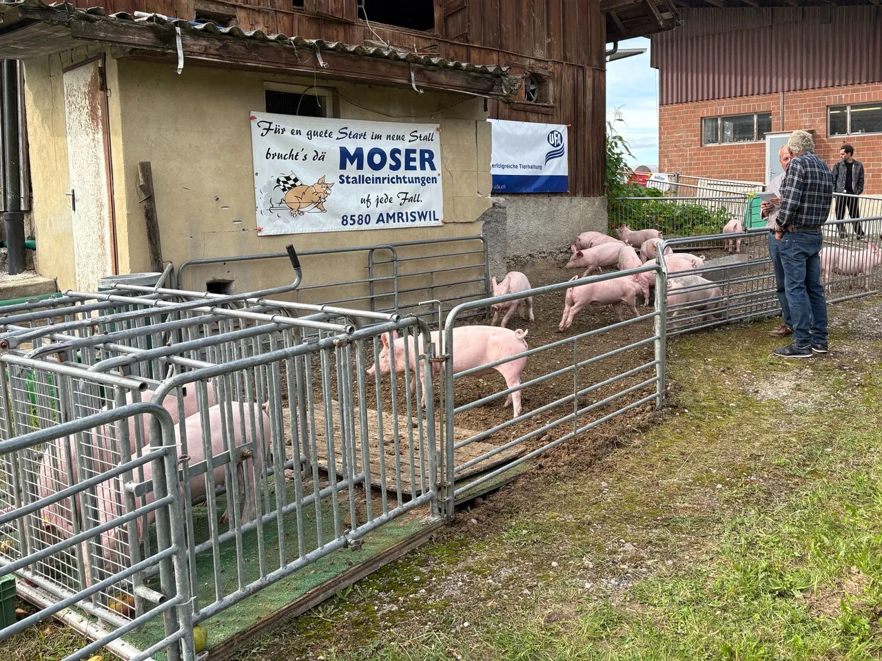 On the Milz family's farm in canton Thurgau, the race begins long before the Olma - with music, patience and training the pigs.