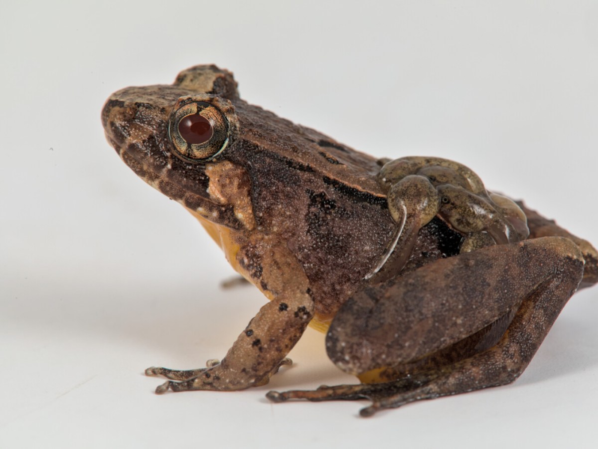 Swiss researchers discover eight new frog species in Borneo - SWI 