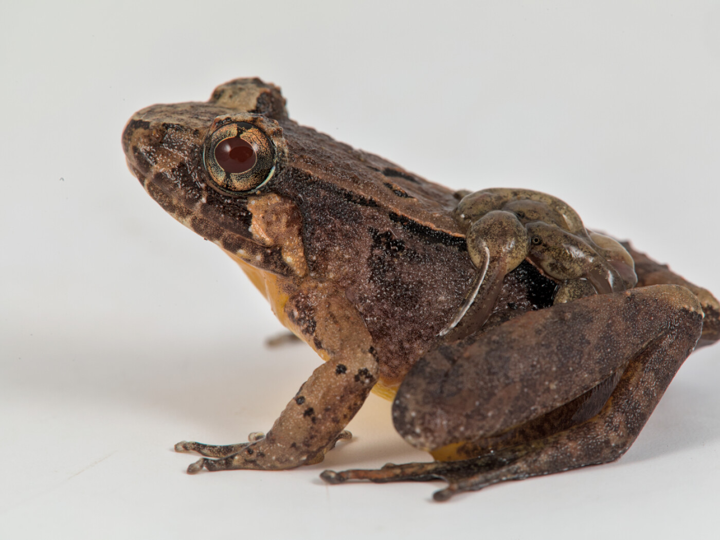 Bernese researchers discover eight new frog species in Borneo