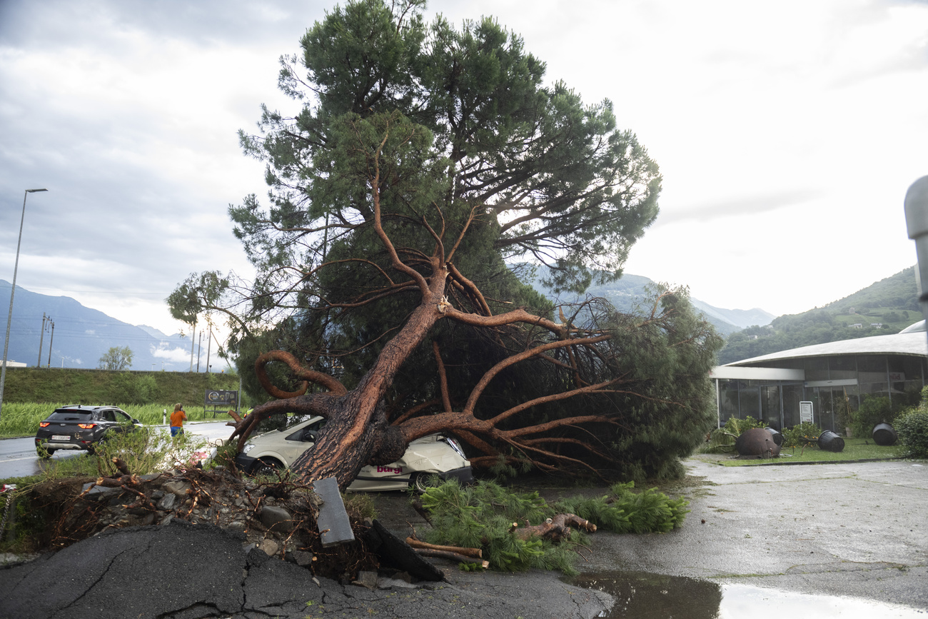 albero caduto su un'auto