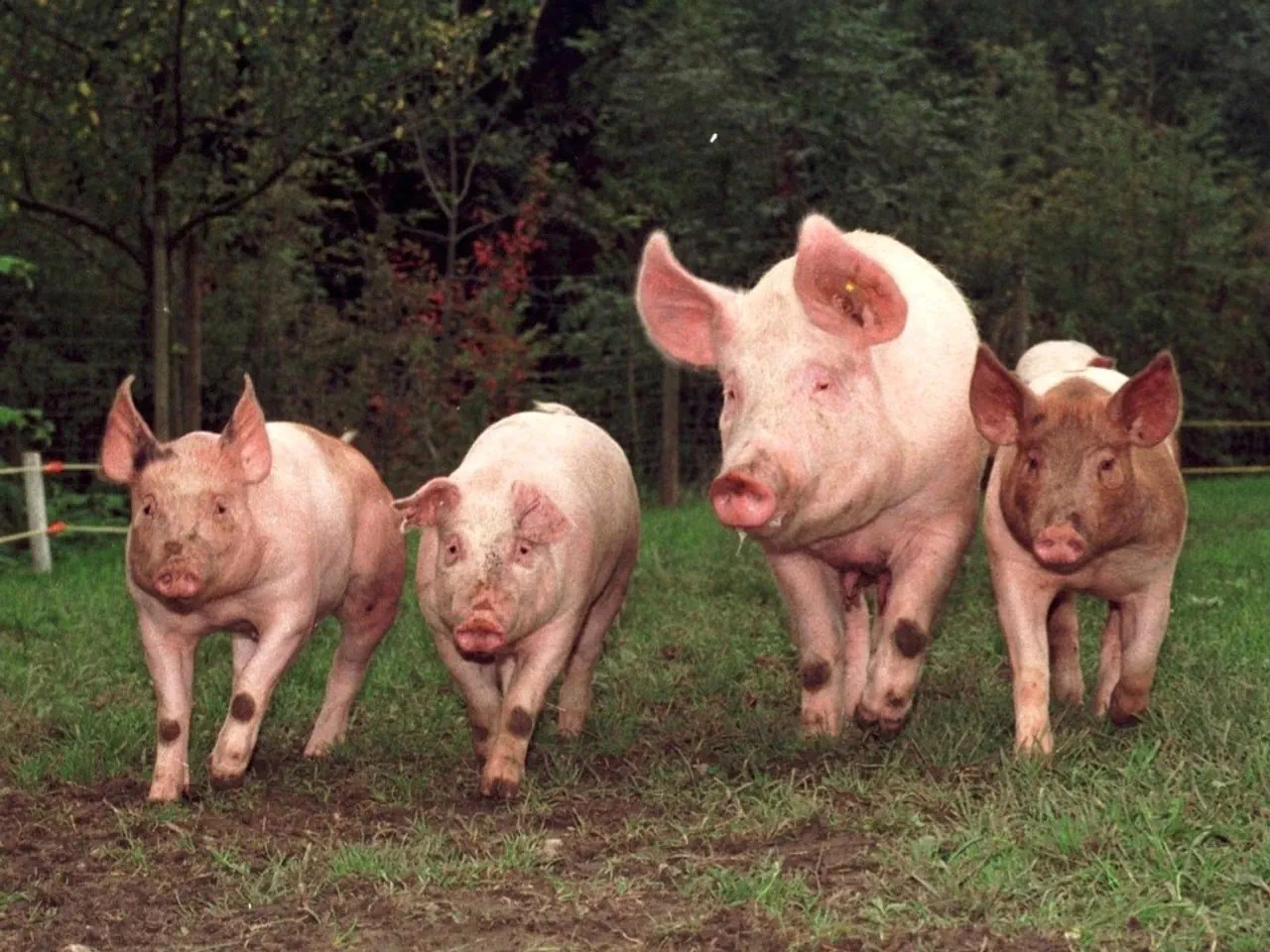 Meadow instead of arena: In 1998, the racing pigs prepare for their second Olma race.