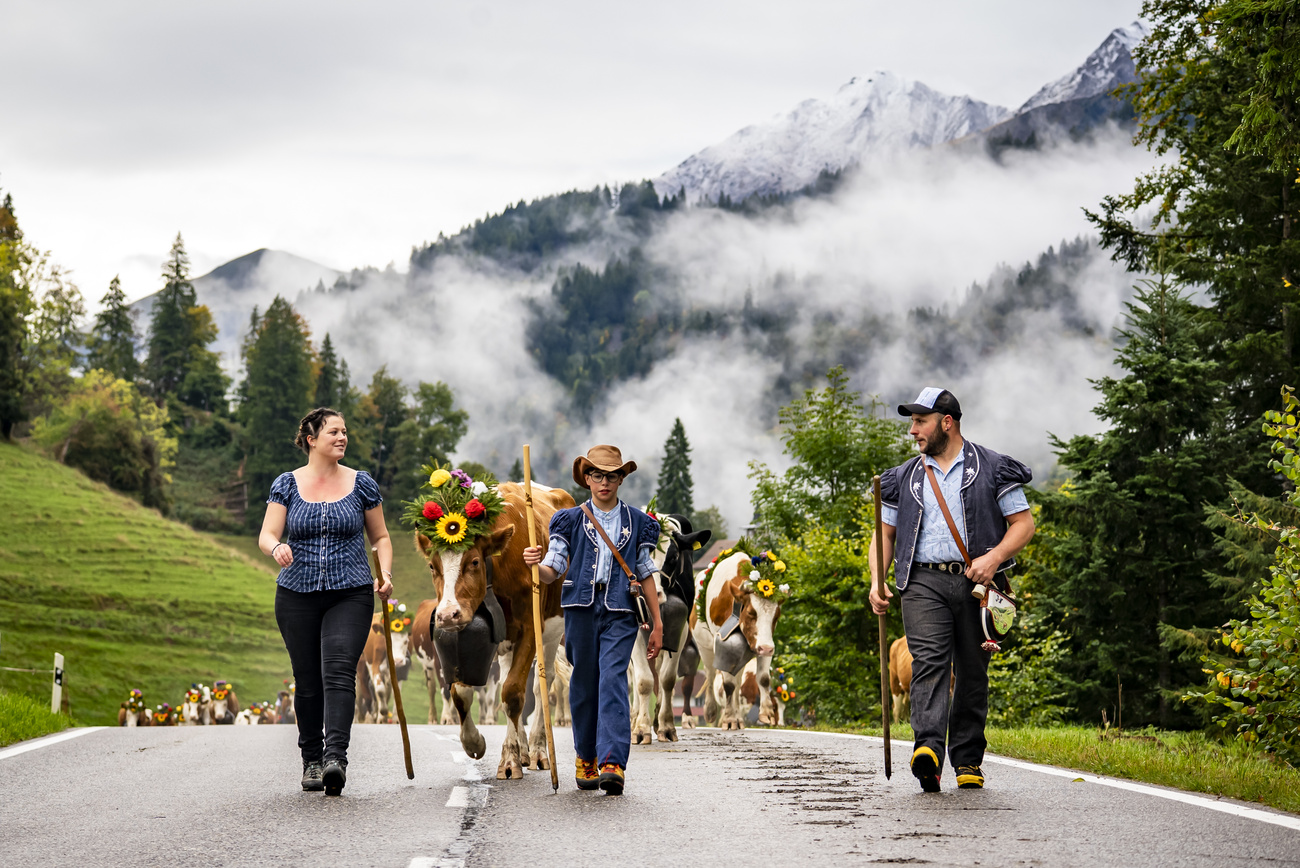 Cows