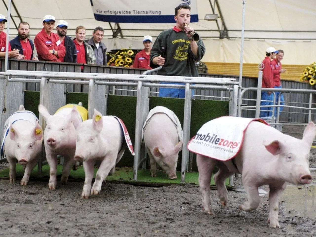 Pig Racing With Riders Trainers of racing piglets retire after 30 years - SWI swissinfo.ch