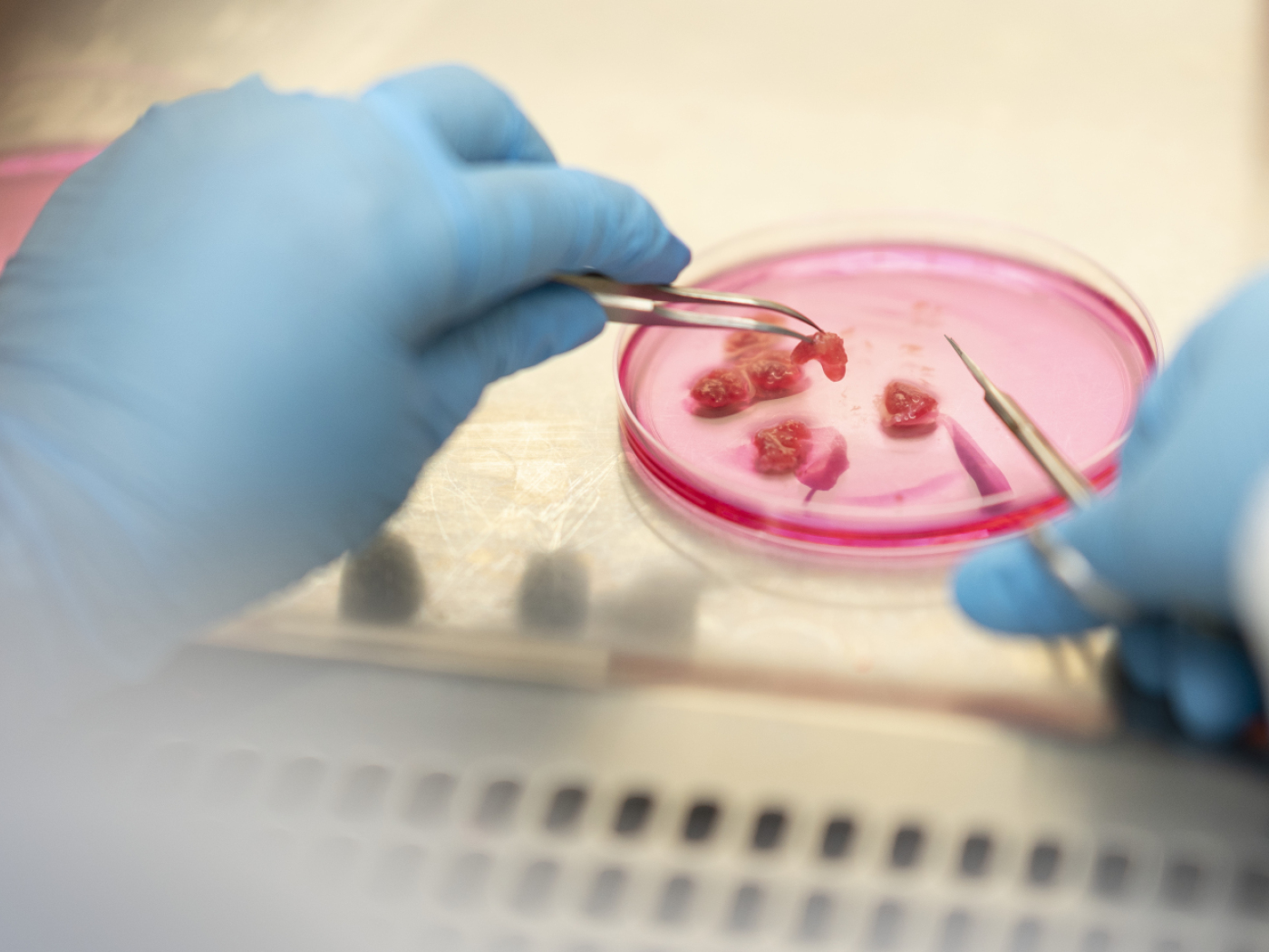 Synthetic meat: Israeli producer sets up shop in the canton of Zurich