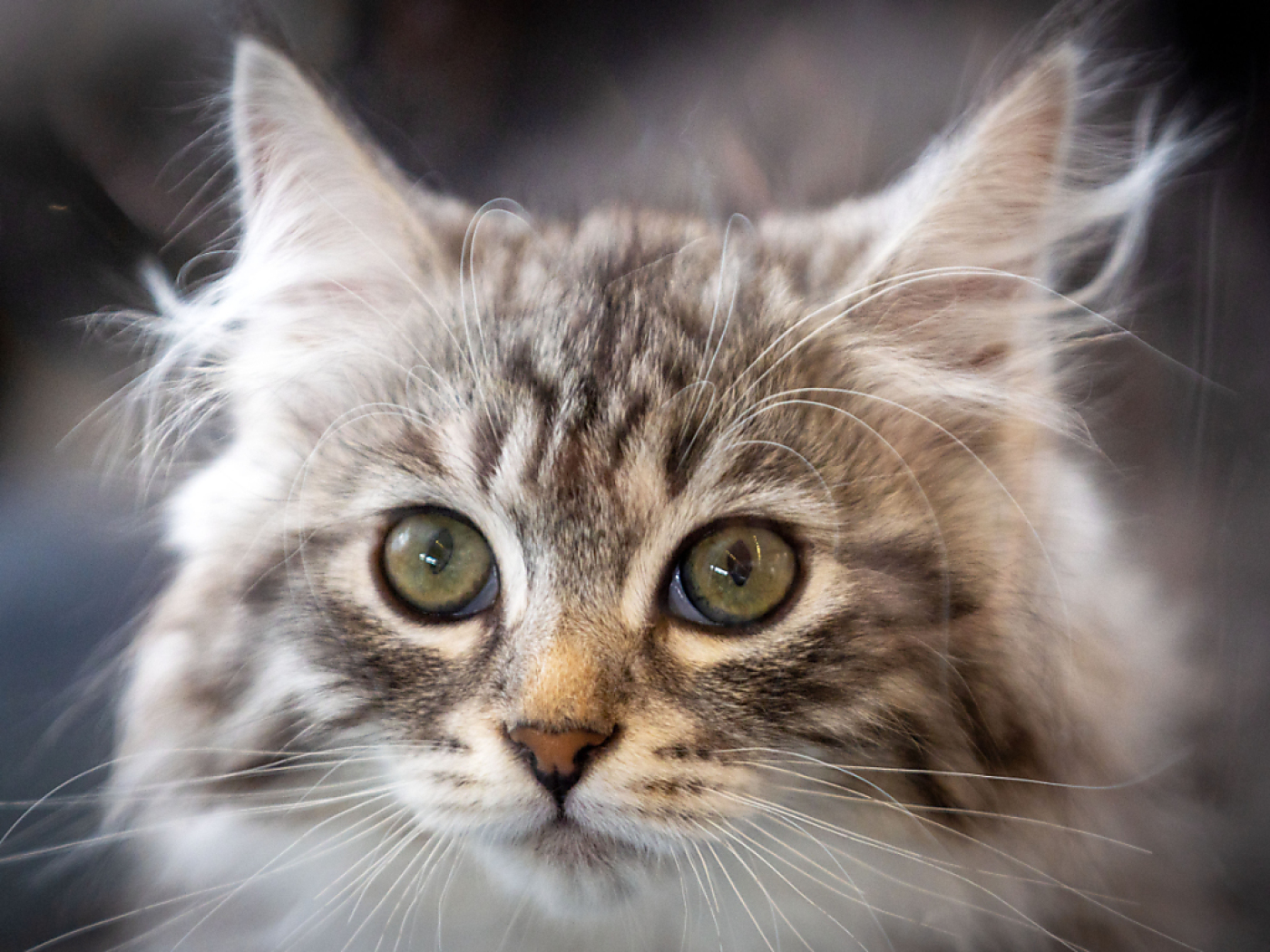 Zurich government against mandatory rules for outdoor cats