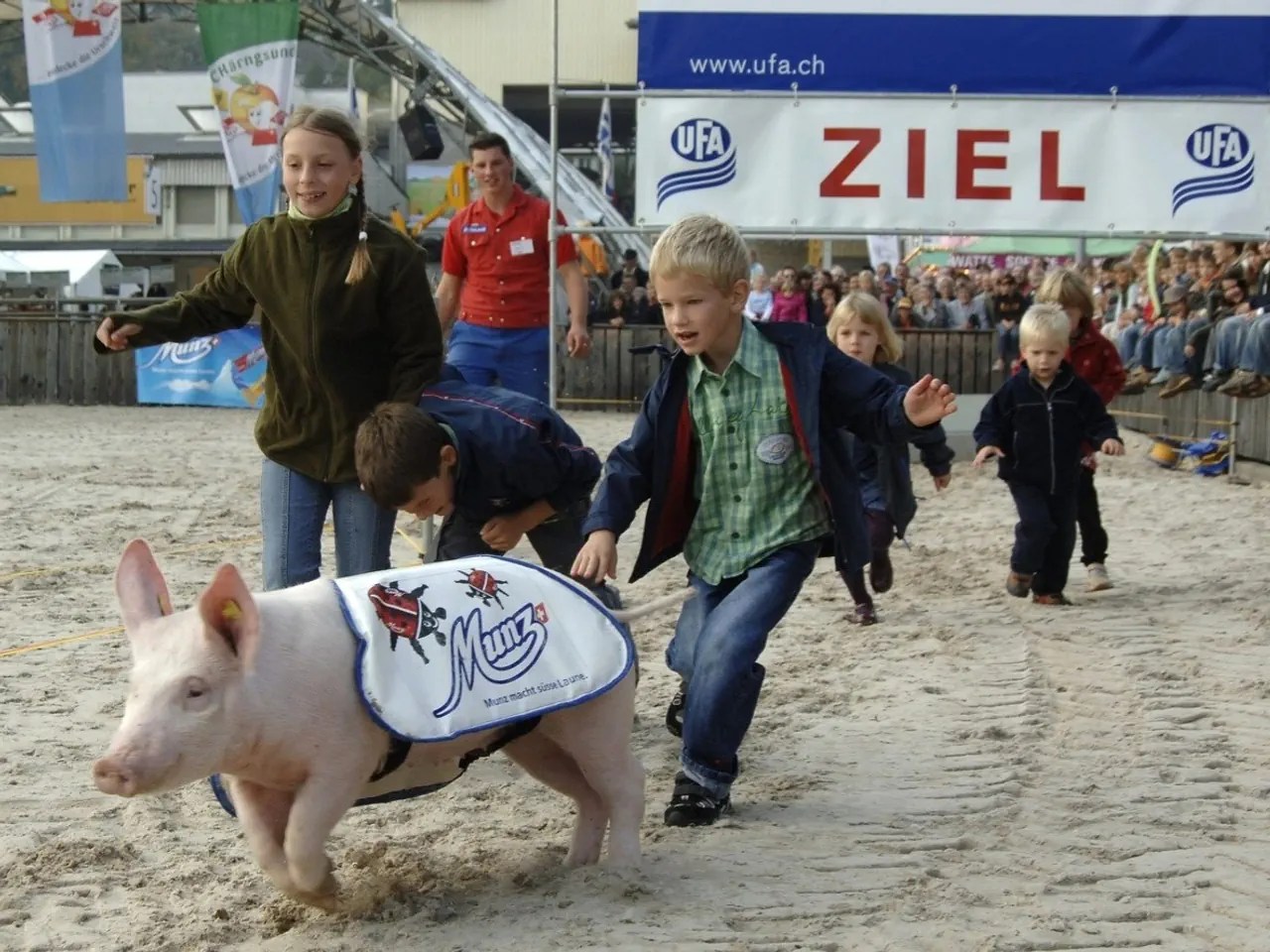 Olma 2007: After the race, the children take over and heard the pigs back into the stable. An annual fun event.