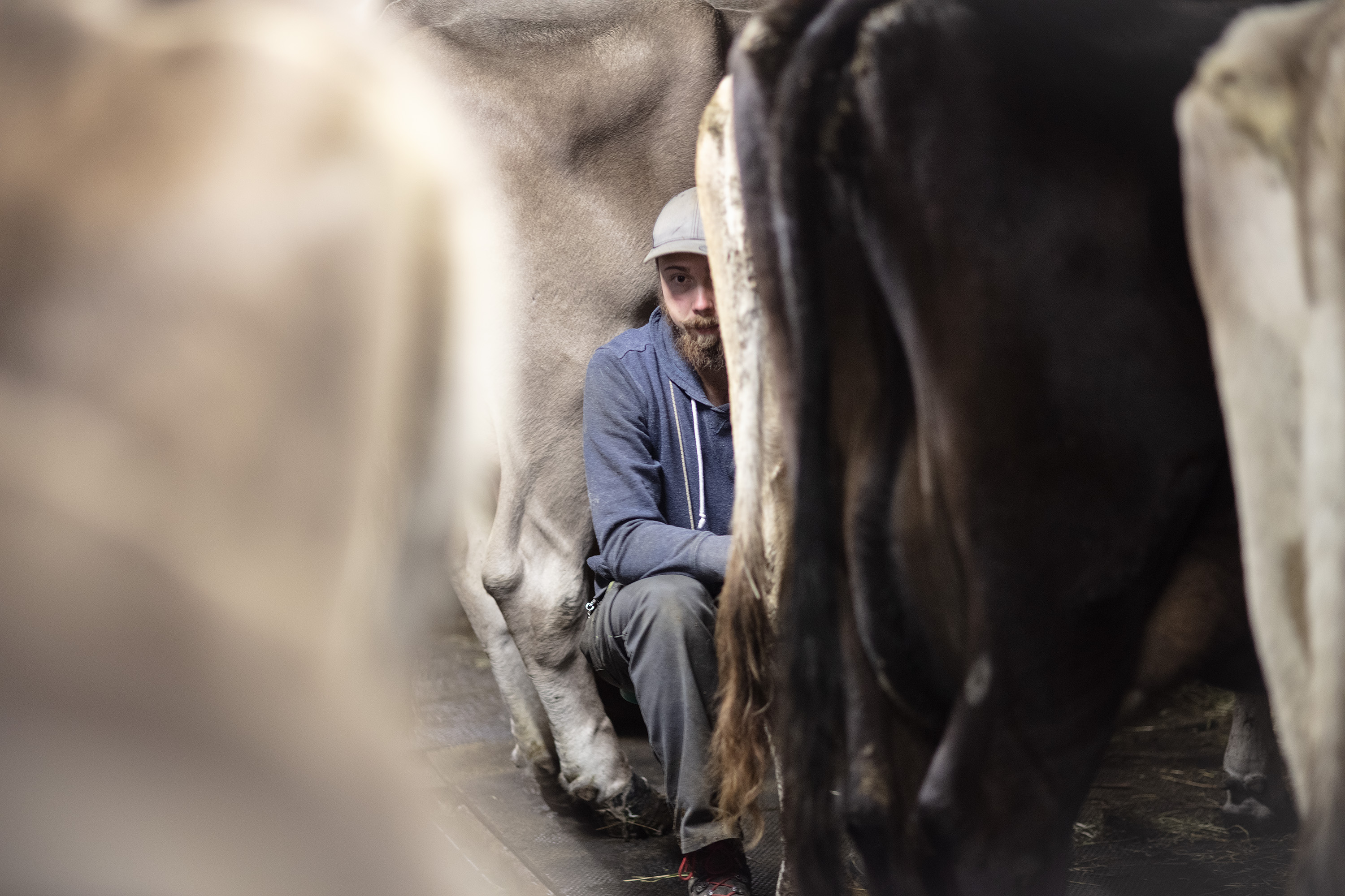 Descente depuis l'alpage pour un troupeau de vaches
