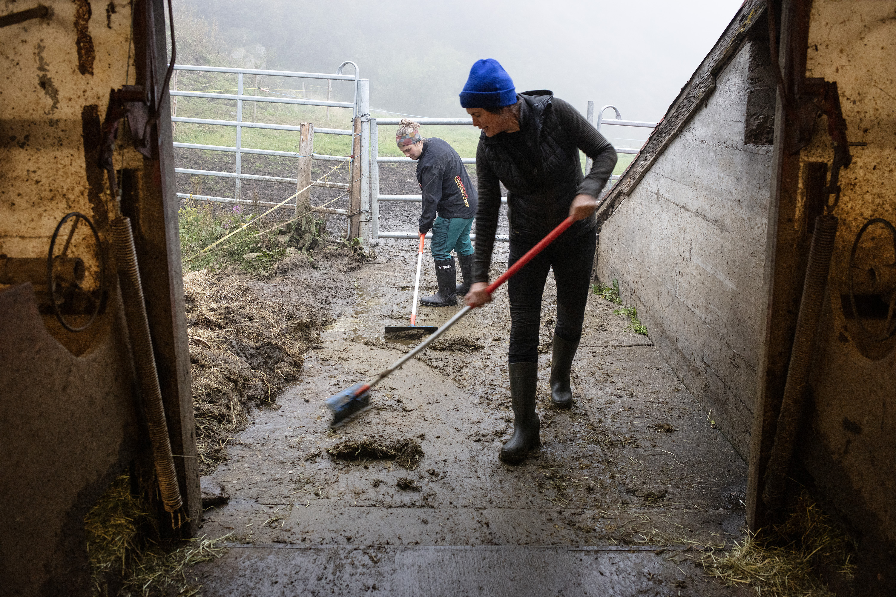Descente depuis l'alpage pour un troupeau de vaches