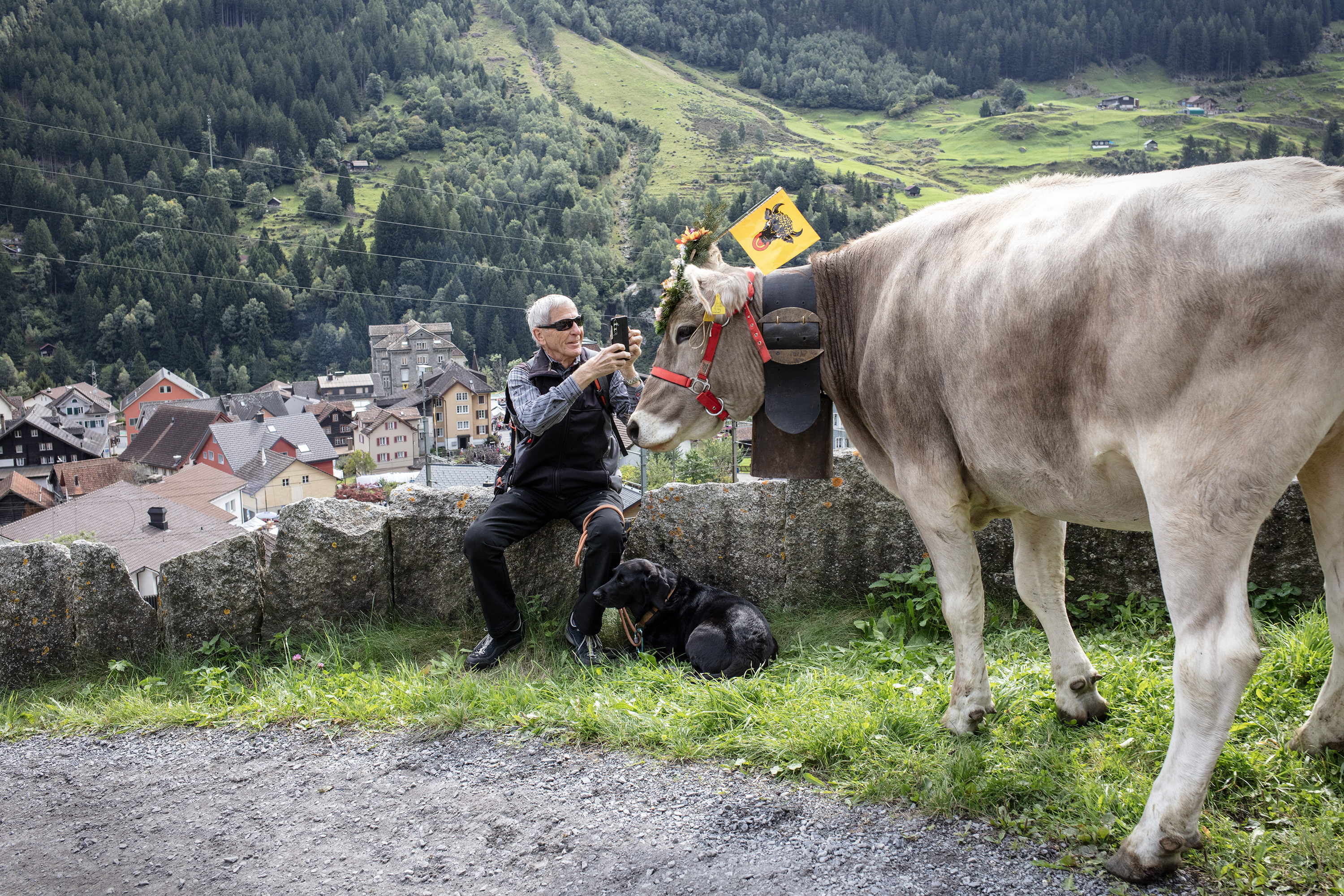 牛に接近して写真を撮る男性