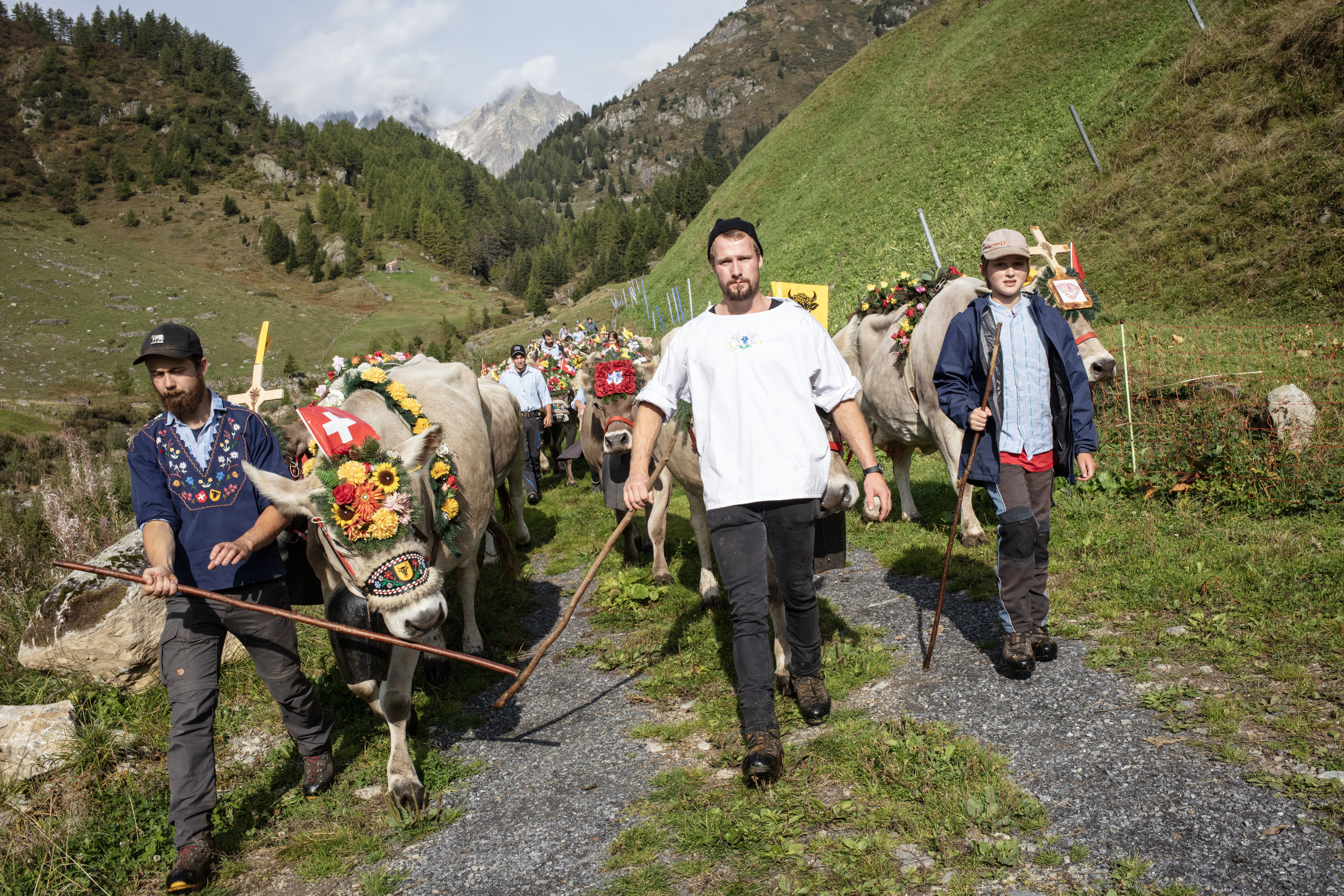 牛を連れて歩く人々