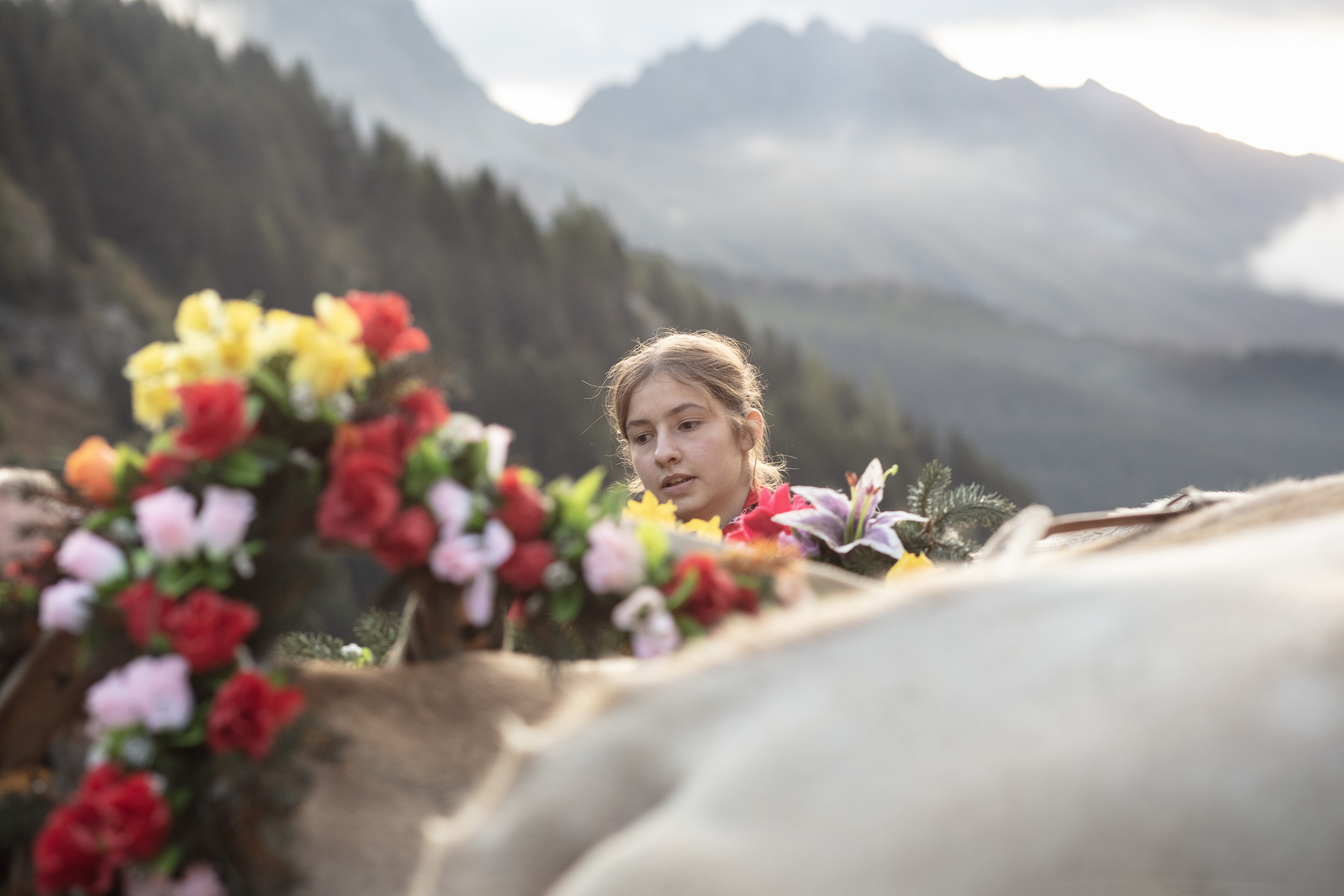Descente depuis l'alpage pour un troupeau de vaches