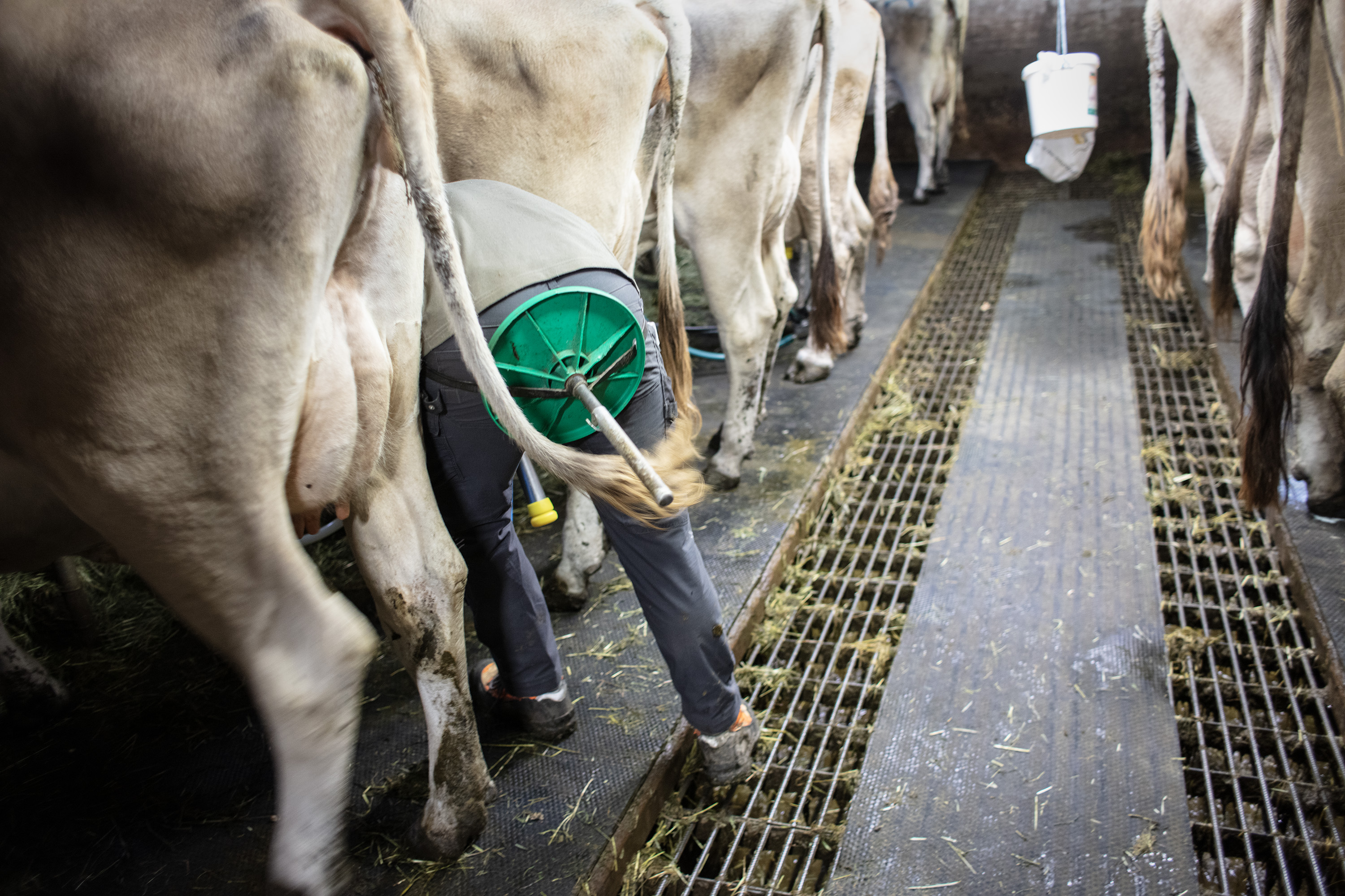 Descente depuis l'alpage pour un troupeau de vaches
