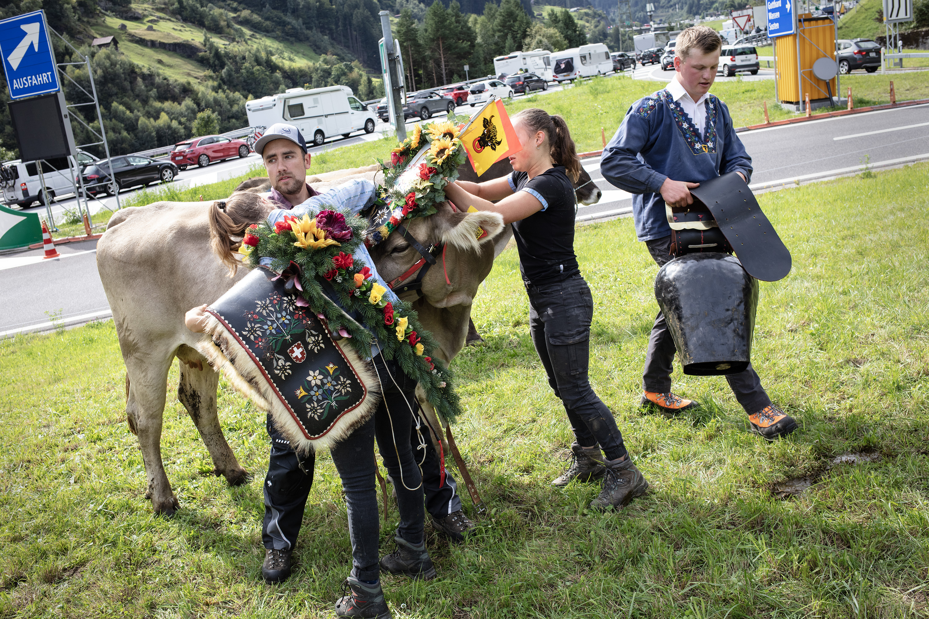 Descente depuis l'alpage pour un troupeau de vaches