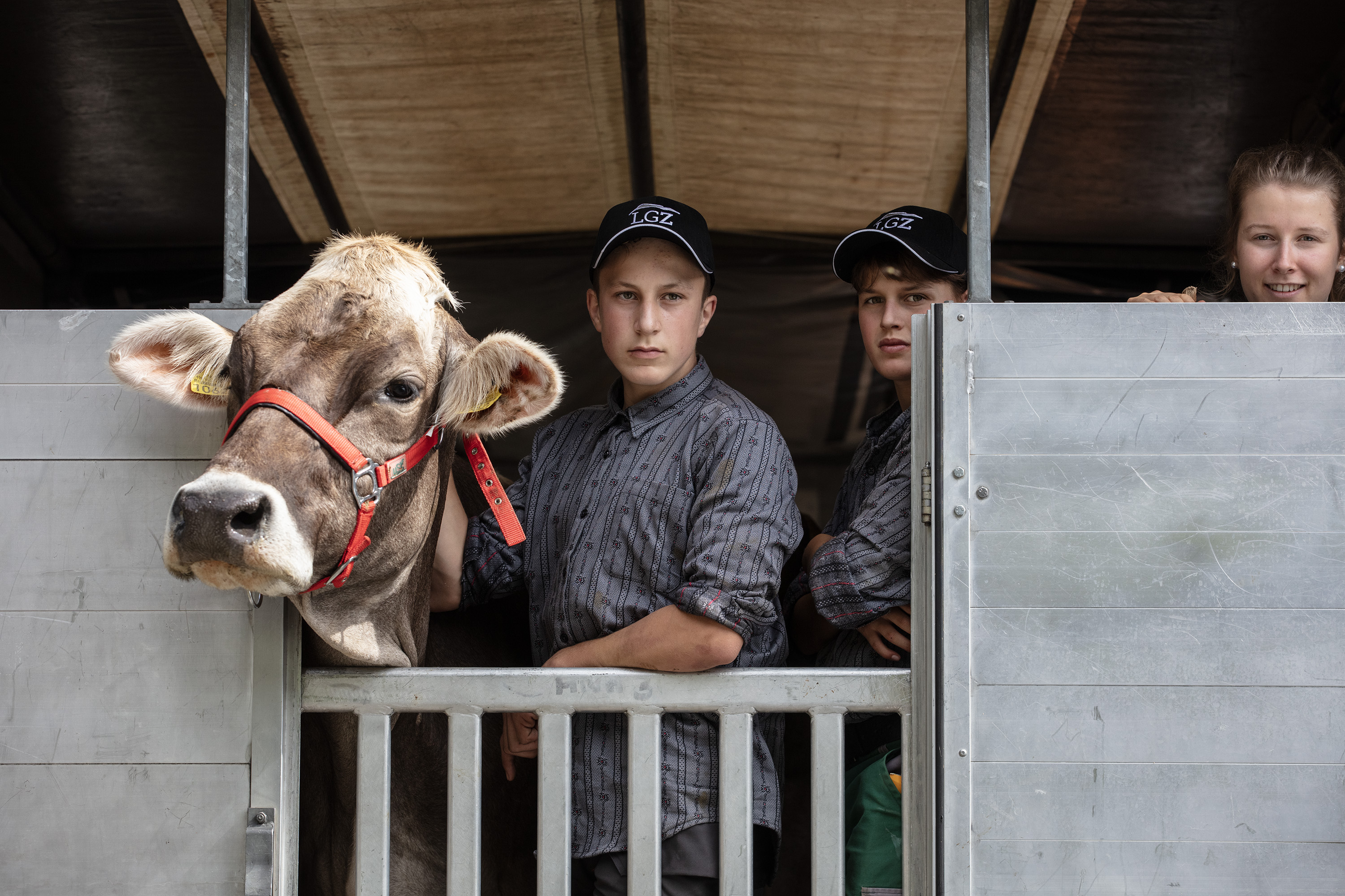 Descente depuis l'alpage pour un troupeau de vaches