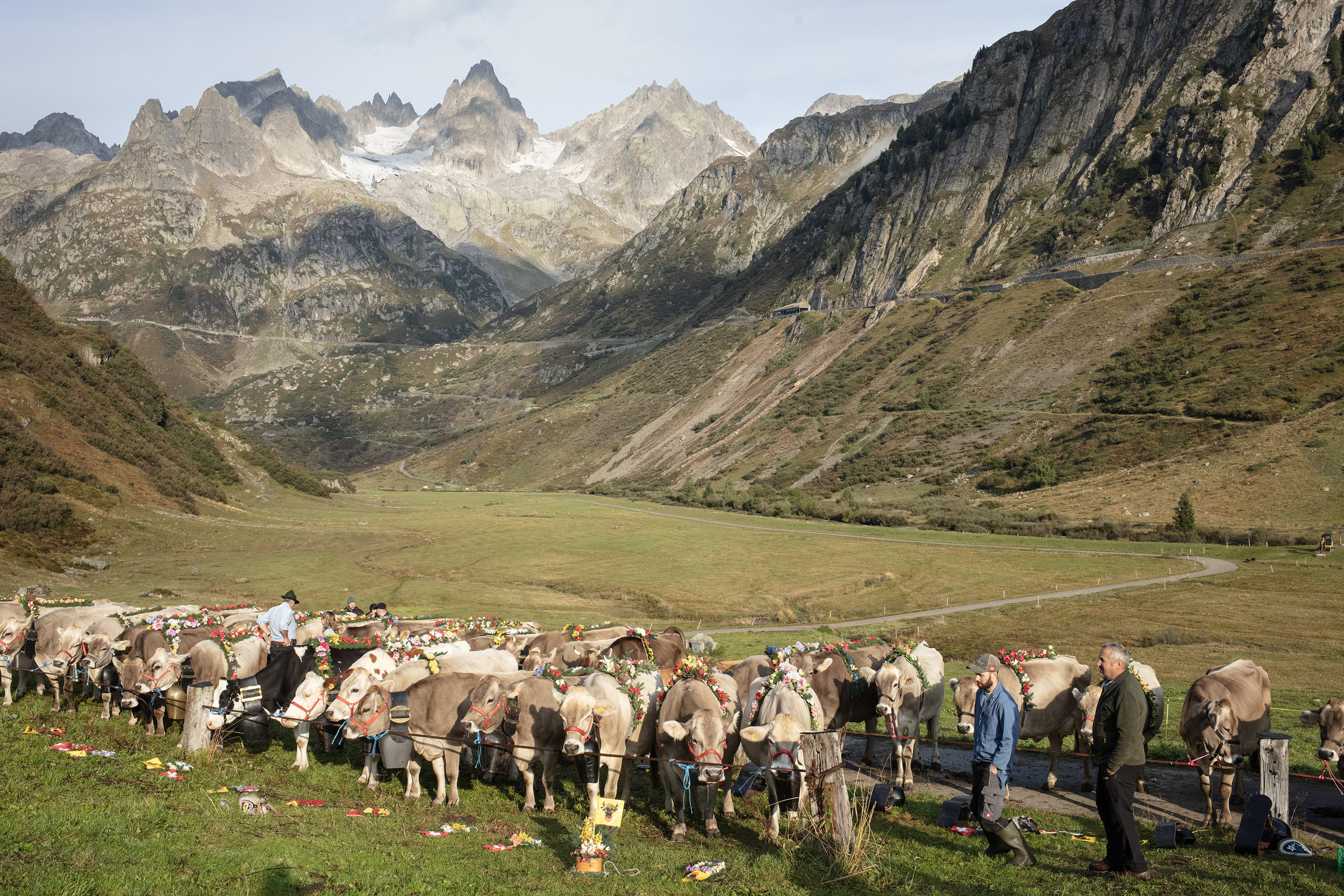 Descente depuis l'alpage pour un troupeau de vaches