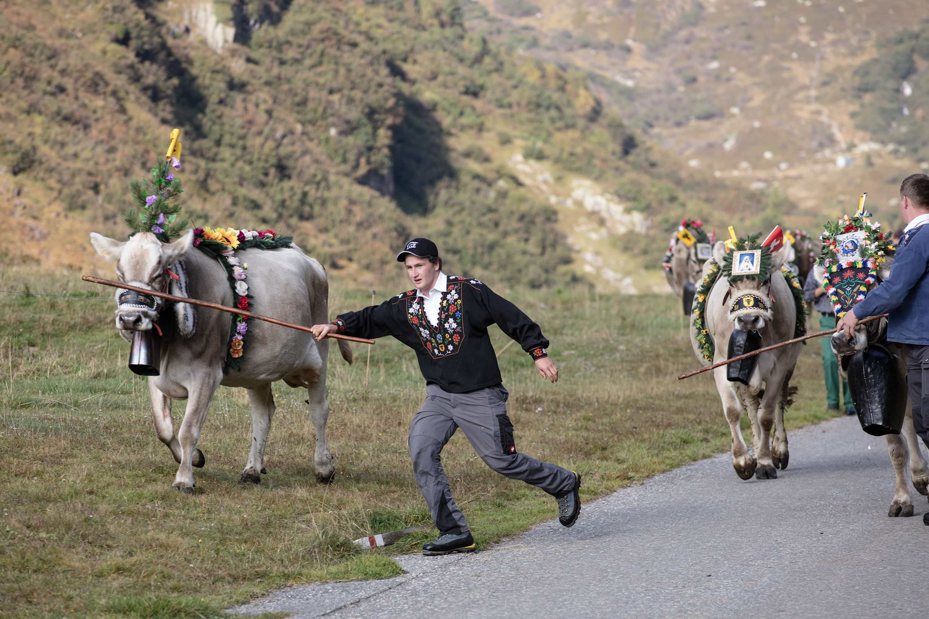 Descente depuis l'alpage pour un troupeau de vaches