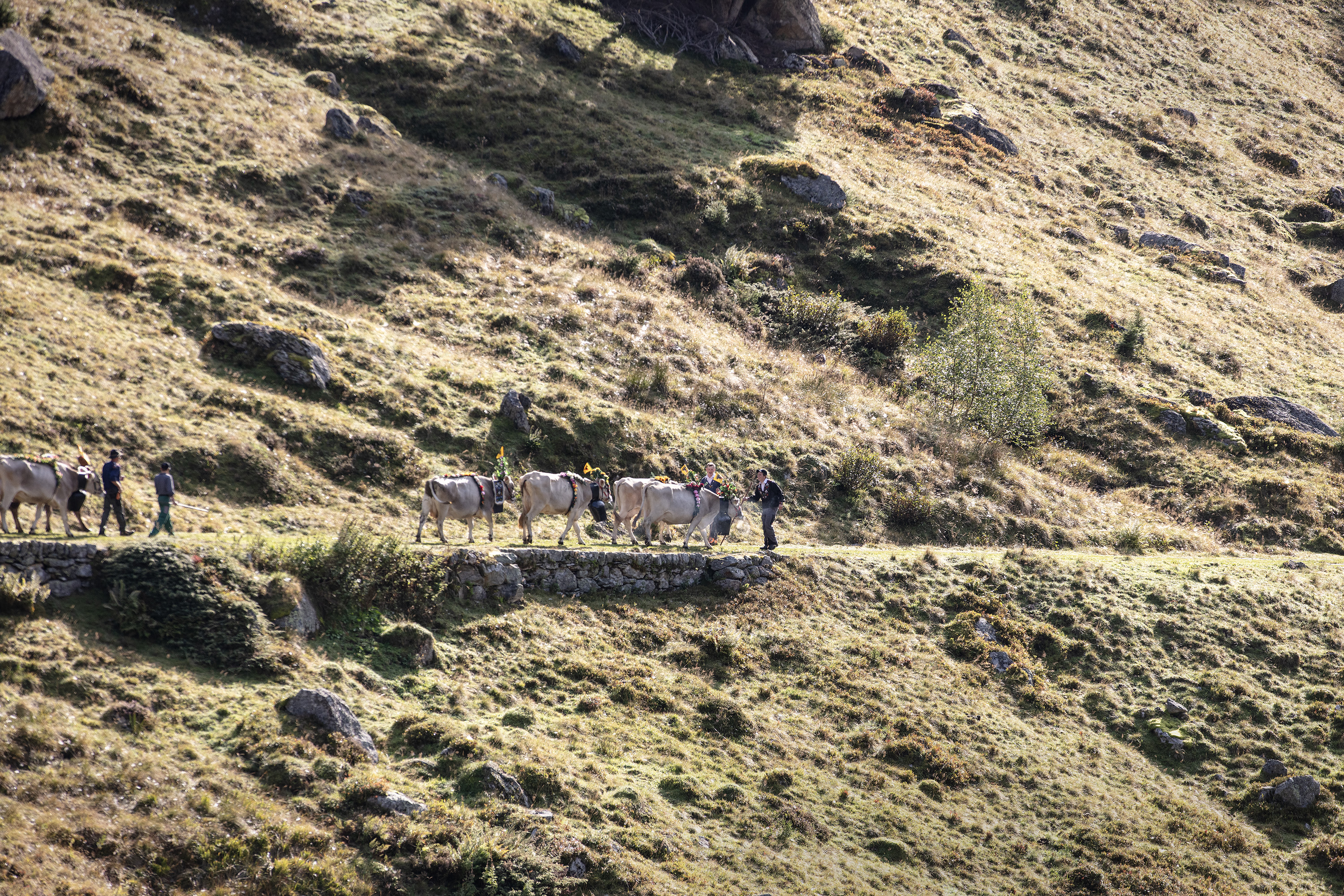 Descente depuis l'alpage pour un troupeau de vaches