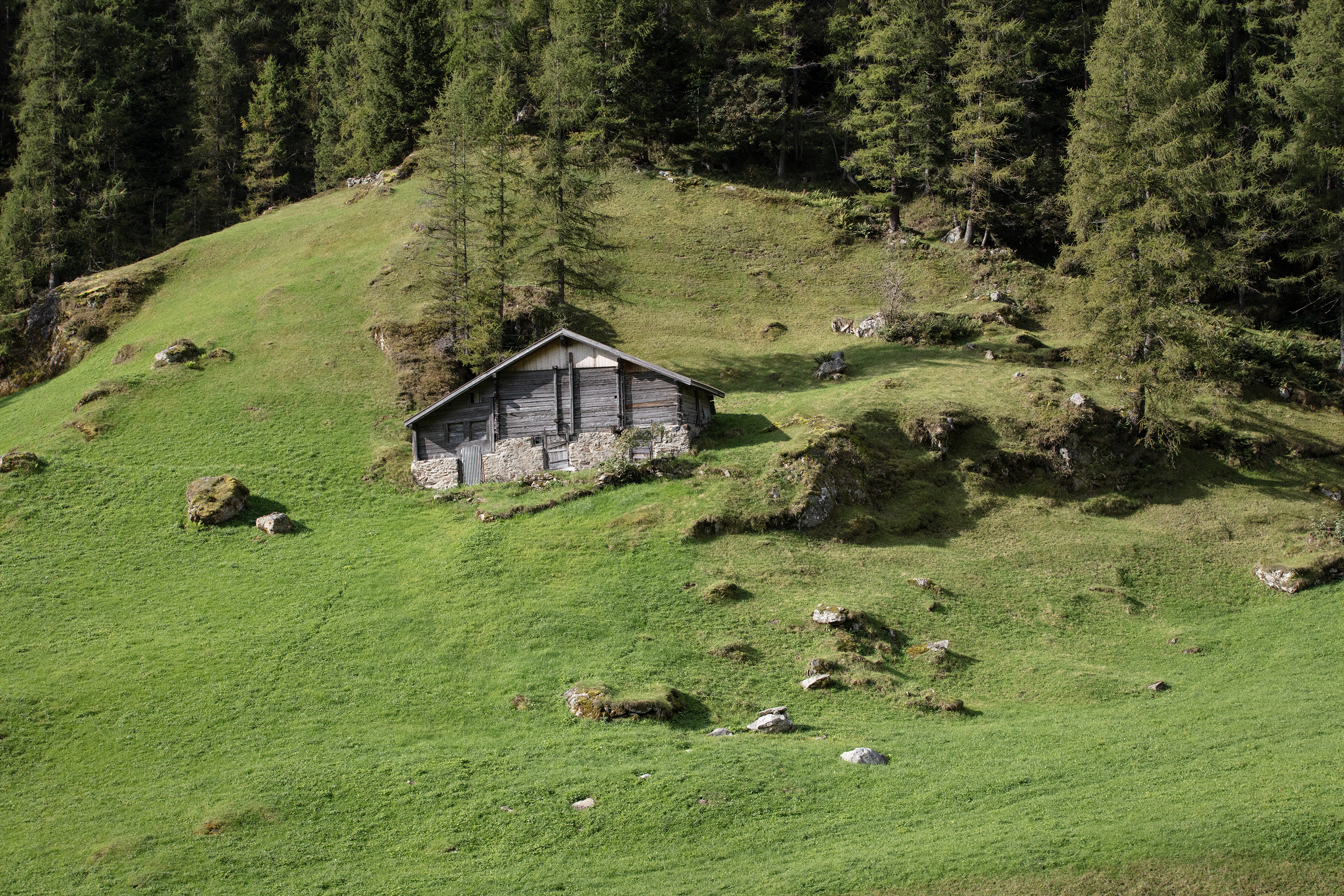 Descente depuis l'alpage pour un troupeau de vaches