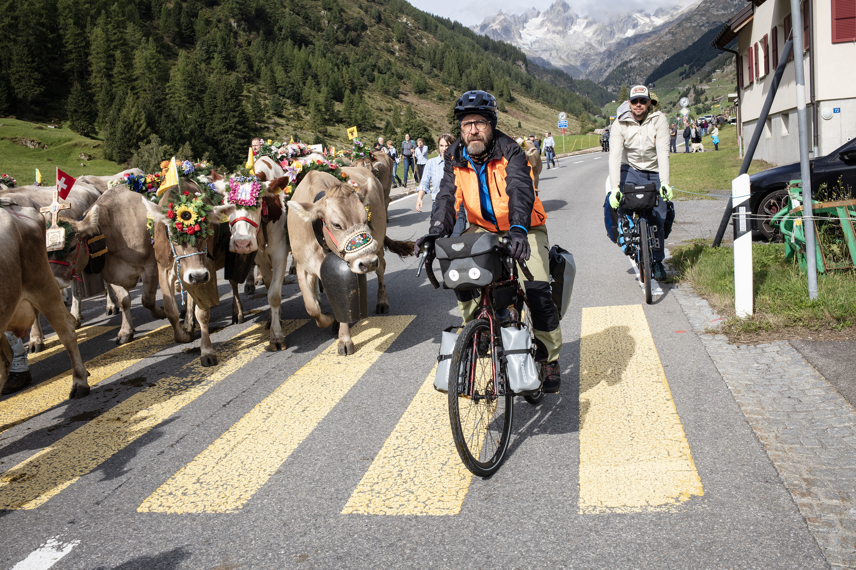 牛の脇を通るサイクリスト