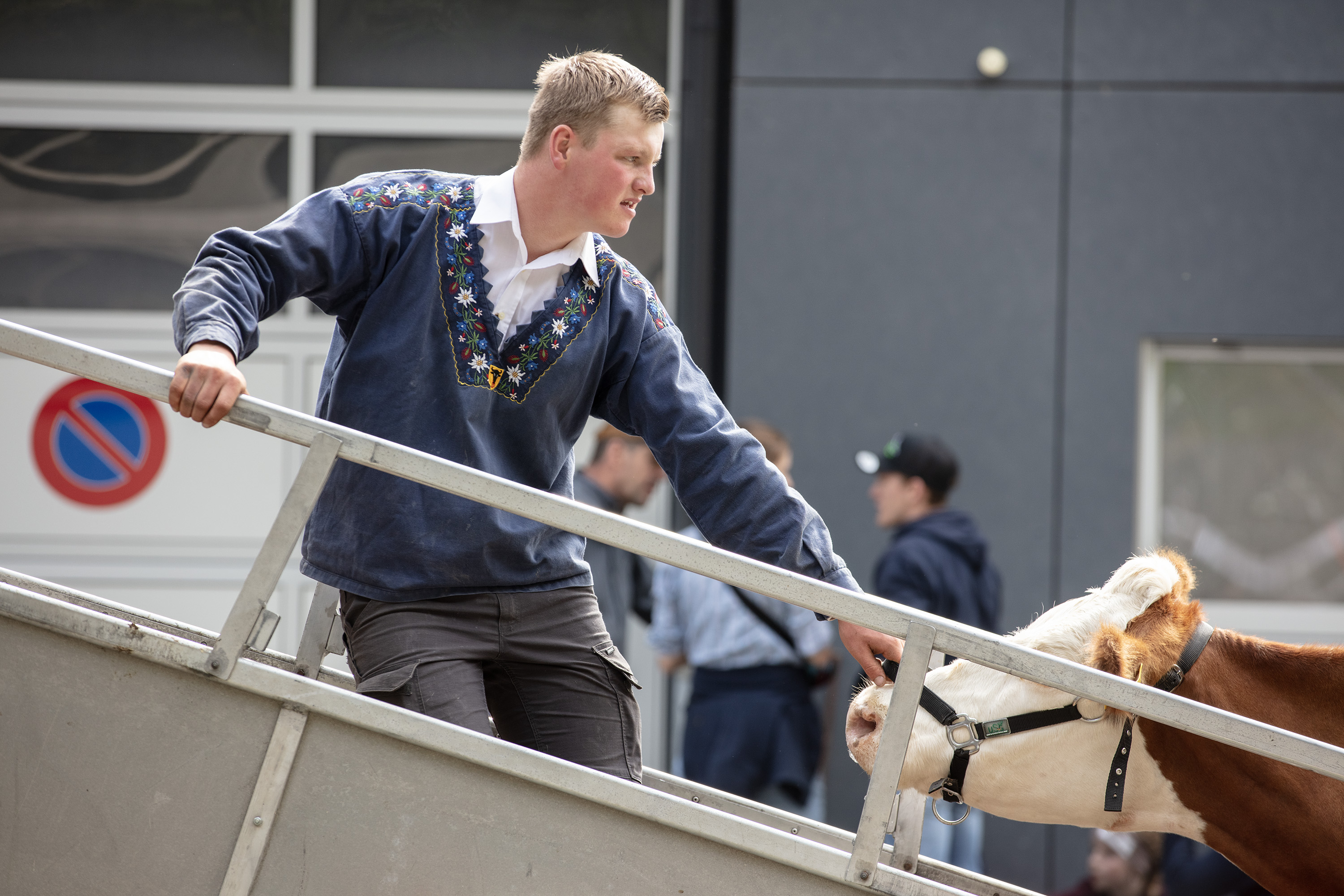 牛を引き上げる男性