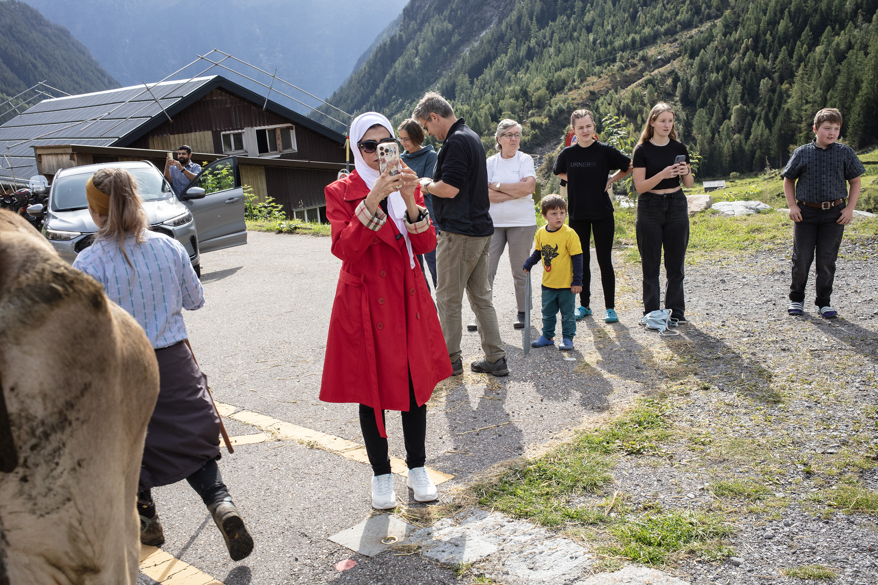 Descente depuis l'alpage pour un troupeau de vaches