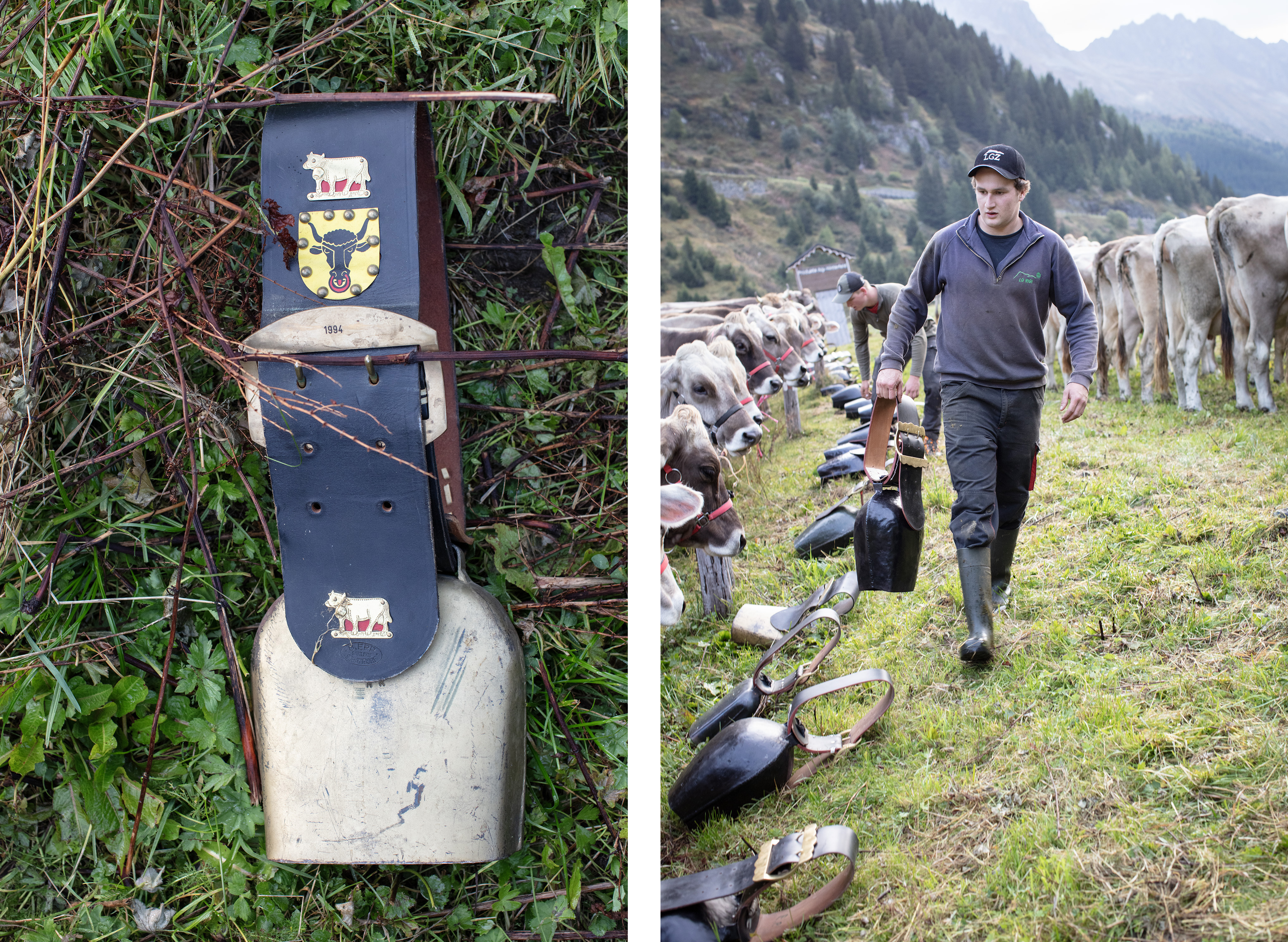 Descente depuis l'alpage pour un troupeau de vaches