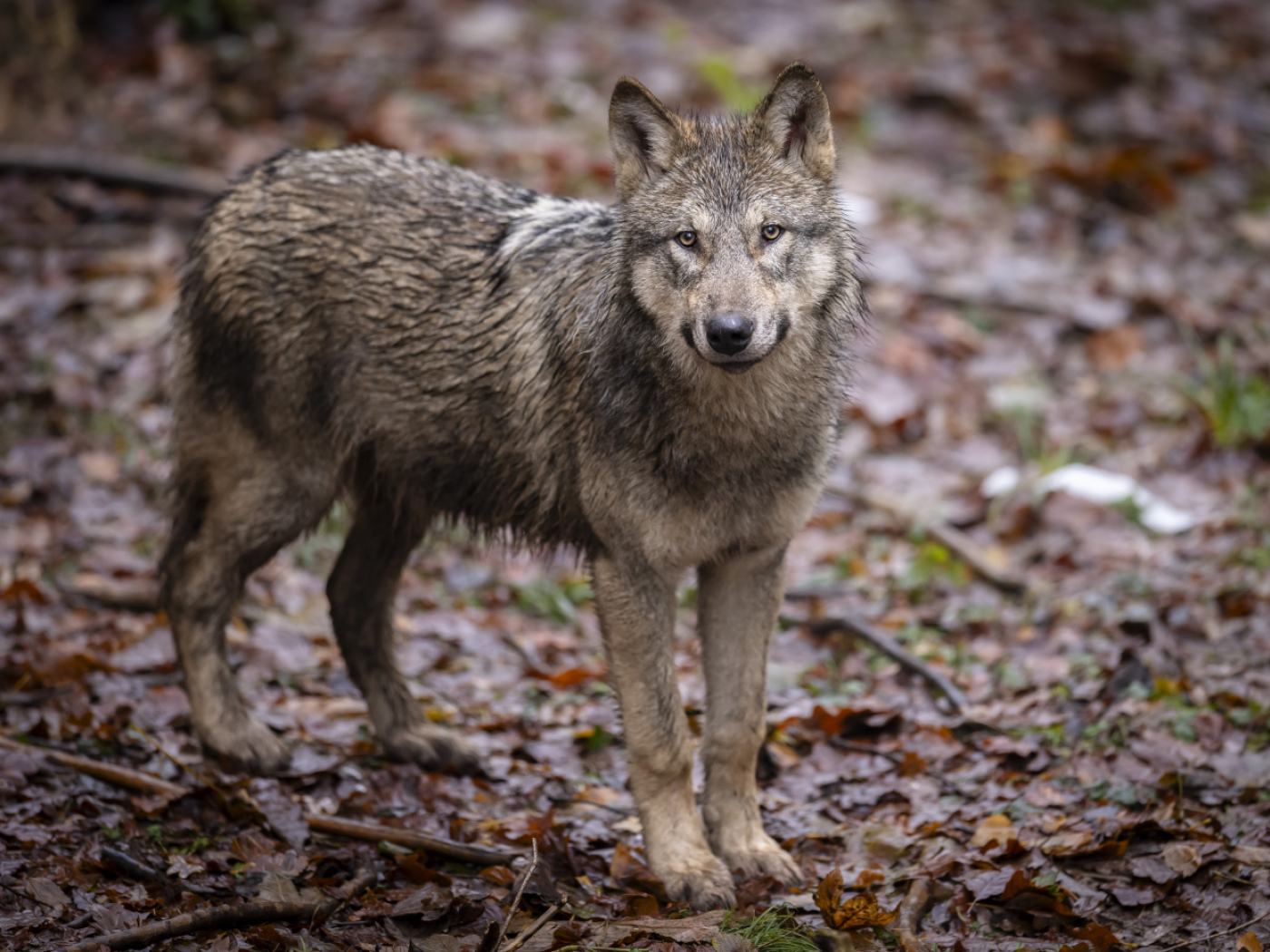 Wolf: "priority should be given to scare shots" says an expert