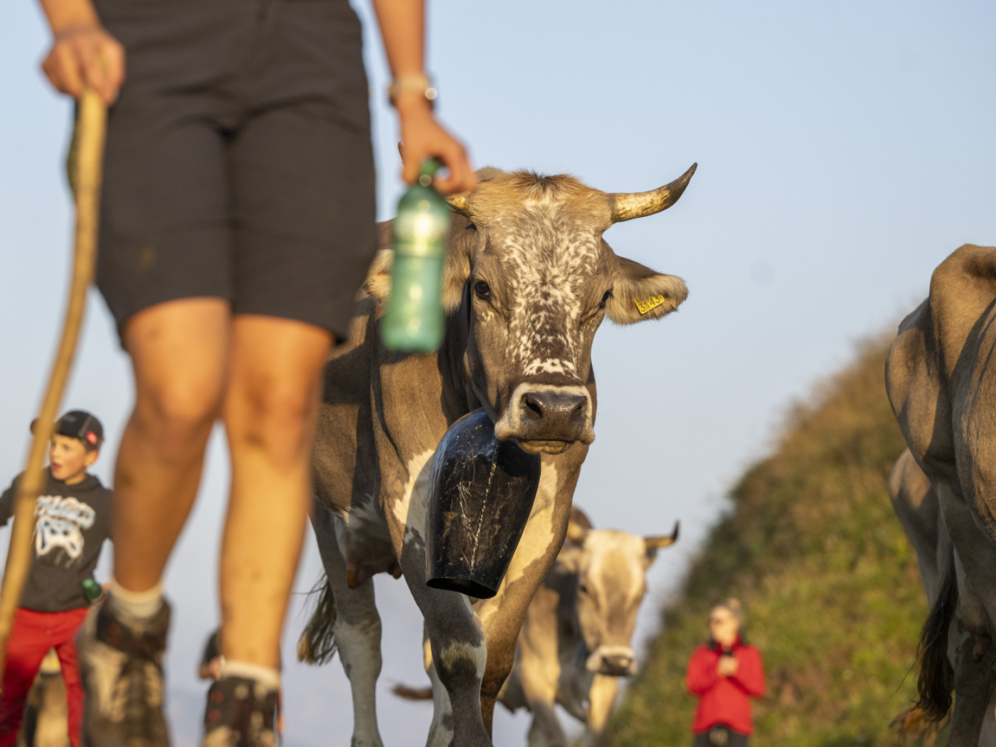 Alpine cattle removals in Valais and Vaud cancelled or reduced