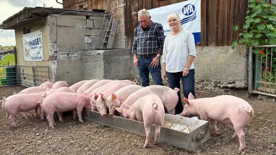 On the Milz family's farm in canton Thurgau, the race begins long before the Olma - with music, patience and training the pigs.