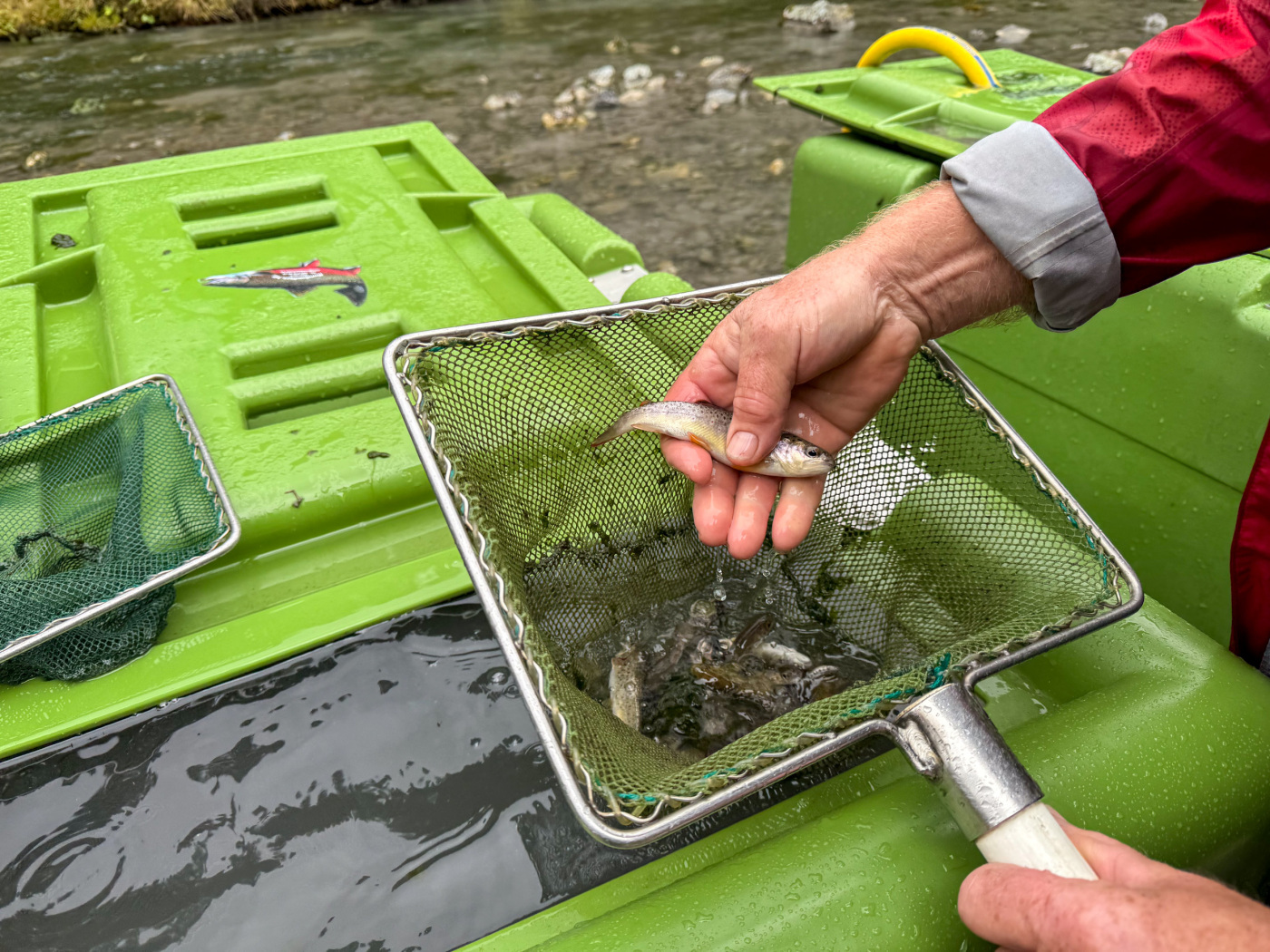River cleaned up in the National Park: 12,000 fish transferred