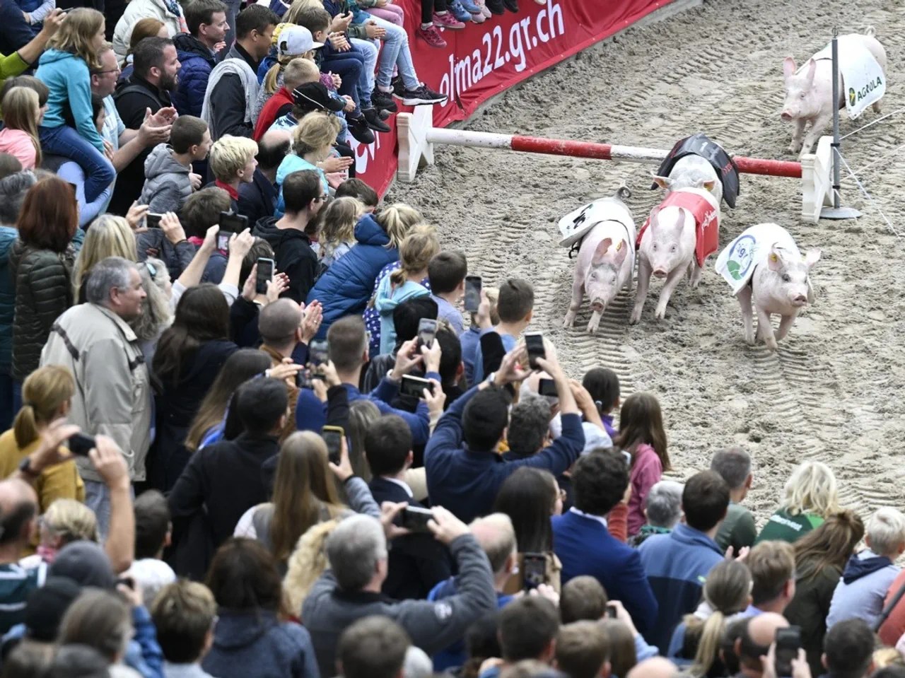 Olma 2022: The racing pigs race off and the crowd goes wild.