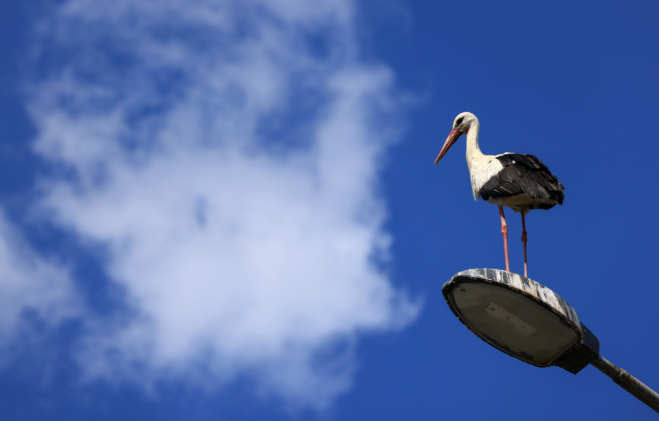 White storks were extinct in Switzerland 75 years' ago.