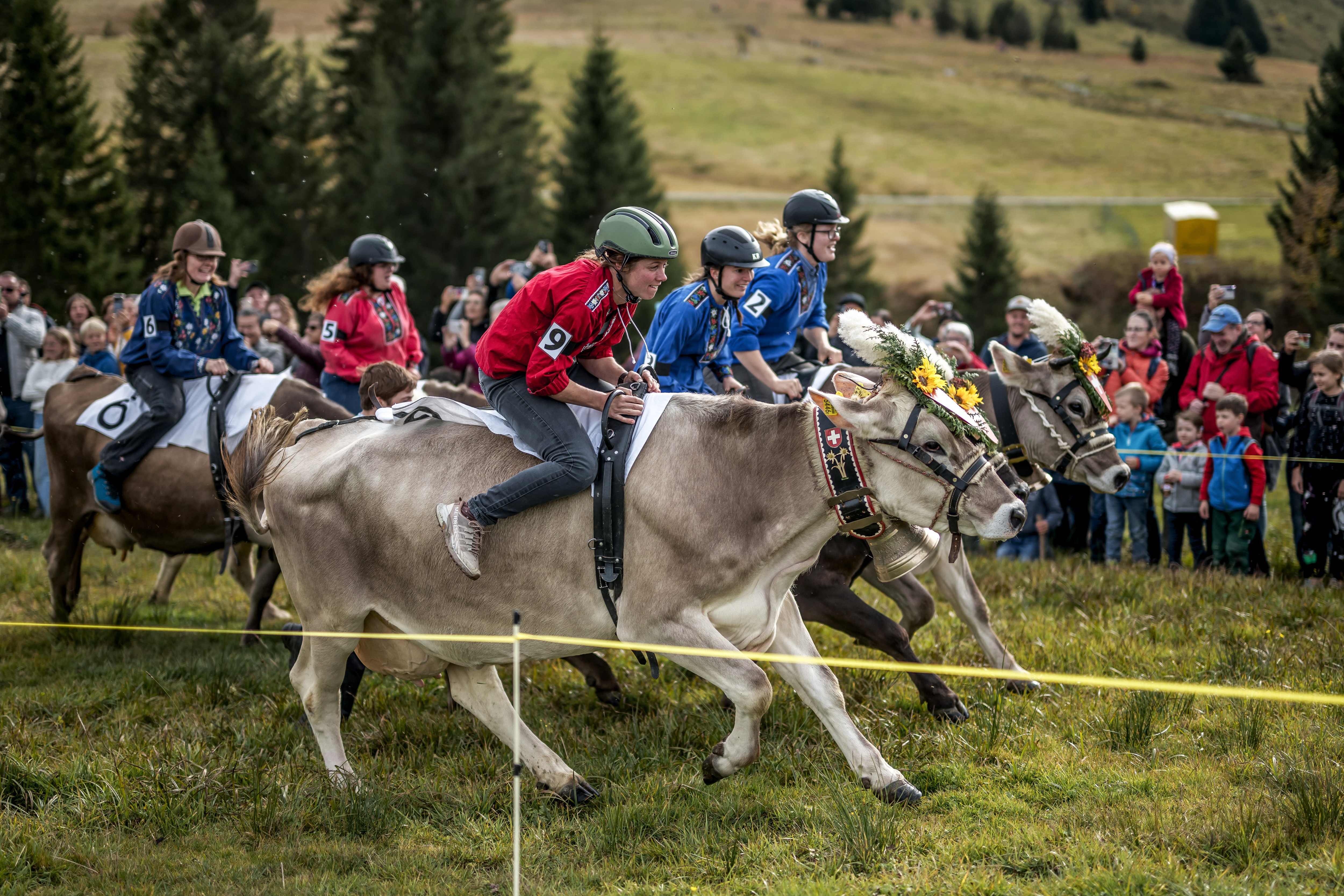 persone cavalcano delle mucche