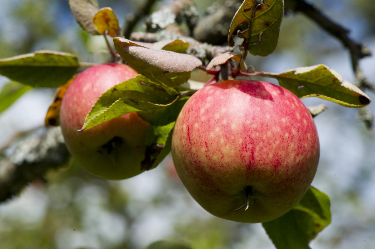 Äpfel am Baum
