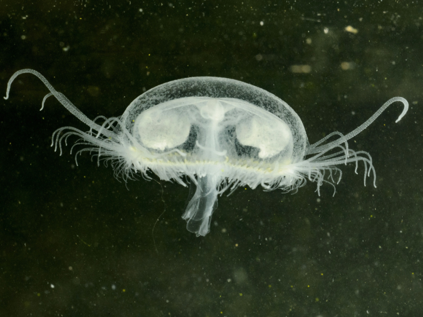 Freshwater jellyfish discovered in Trimmis swimming lake