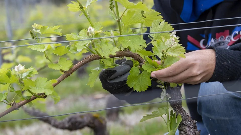 Residues of a ‘forever chemical’ found in Swiss bread and wine