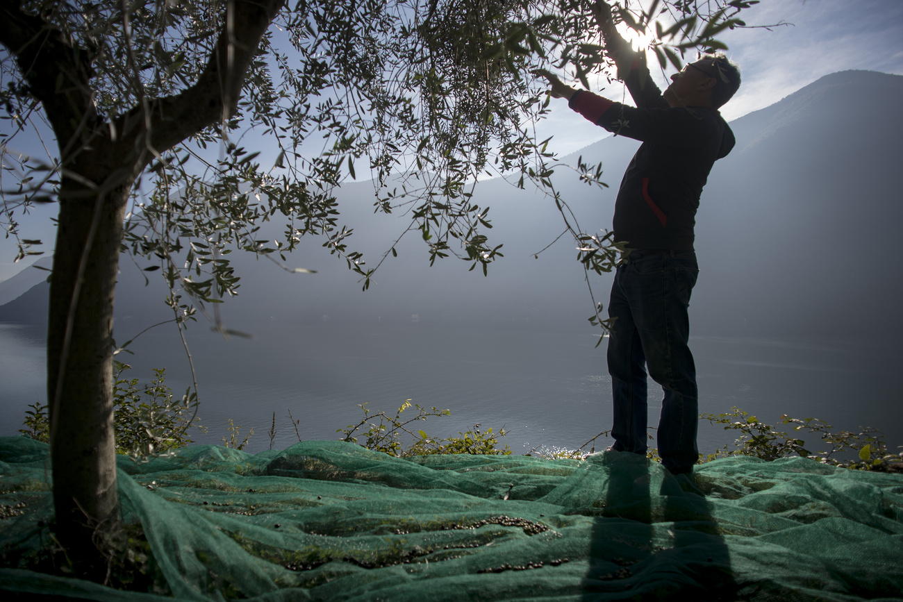 Récolte d’olives au Tessin à l’automne 2015.