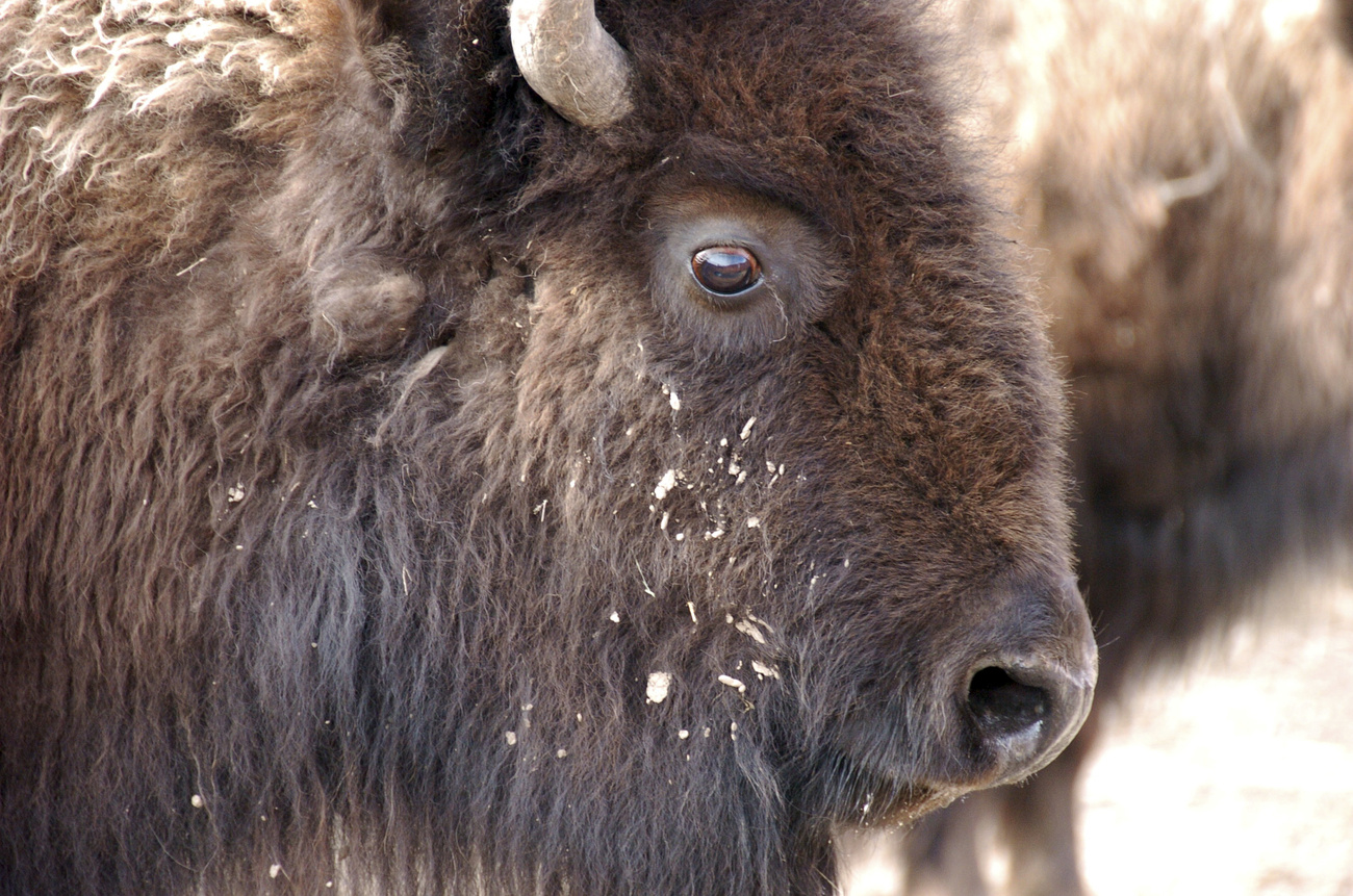 Bison
