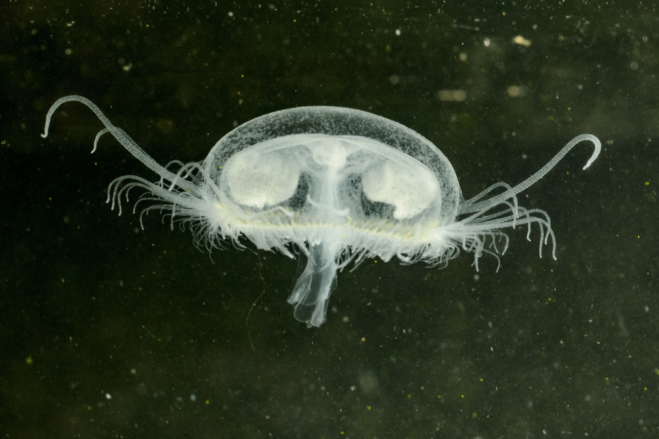 La medusa.