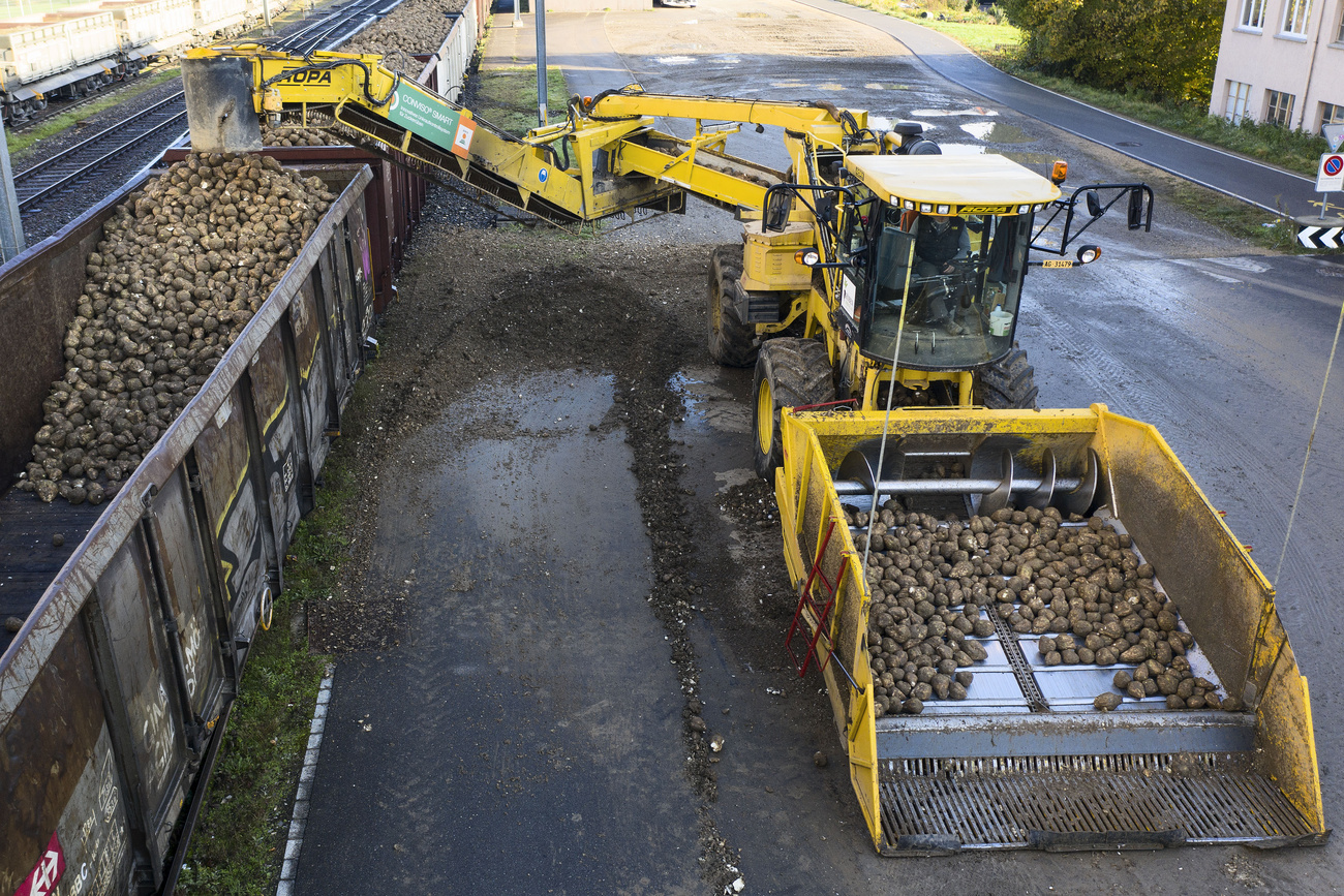In autumn, tonnes of sugar beet are harvested and processed in Switzerland.