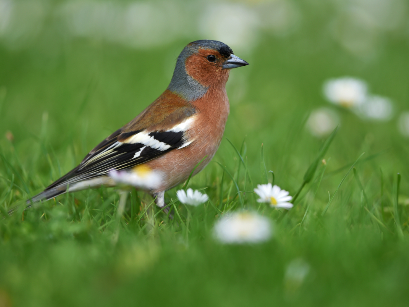 More than 35,000 migratory birds have been counted in Switzerland