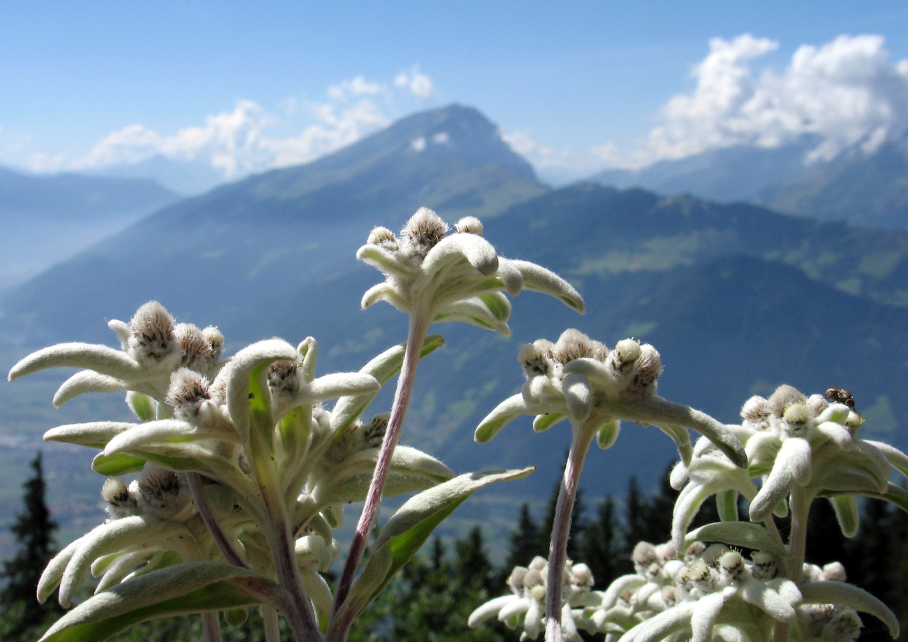 edelweiss e panorama alpino